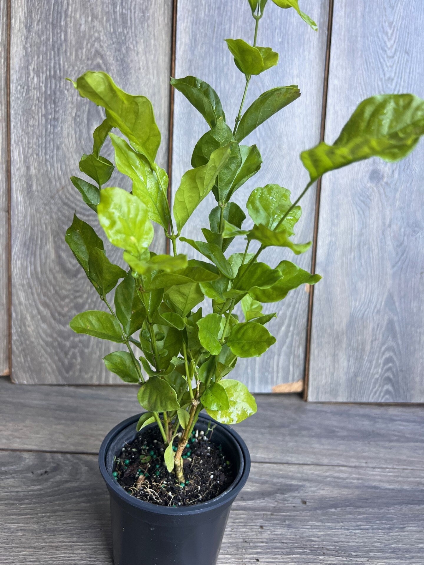 Jasmine Belle of India in 4" Pot Pot, Fragrance, Flowers and Brilliant Green Leaves