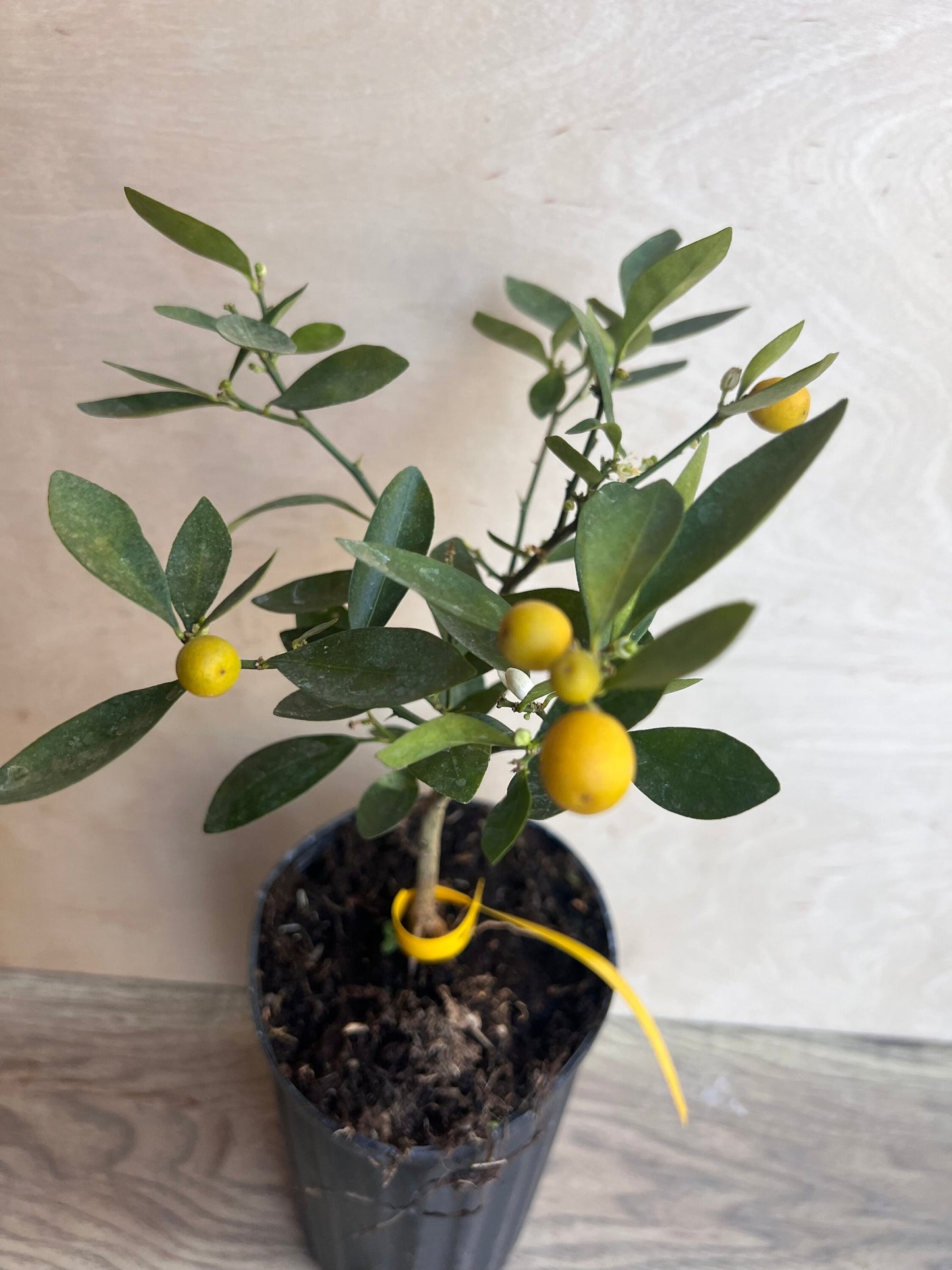Callie Kumquat in half gallon, Meiwa and Nagami Hybrid, Florida Shipping Only