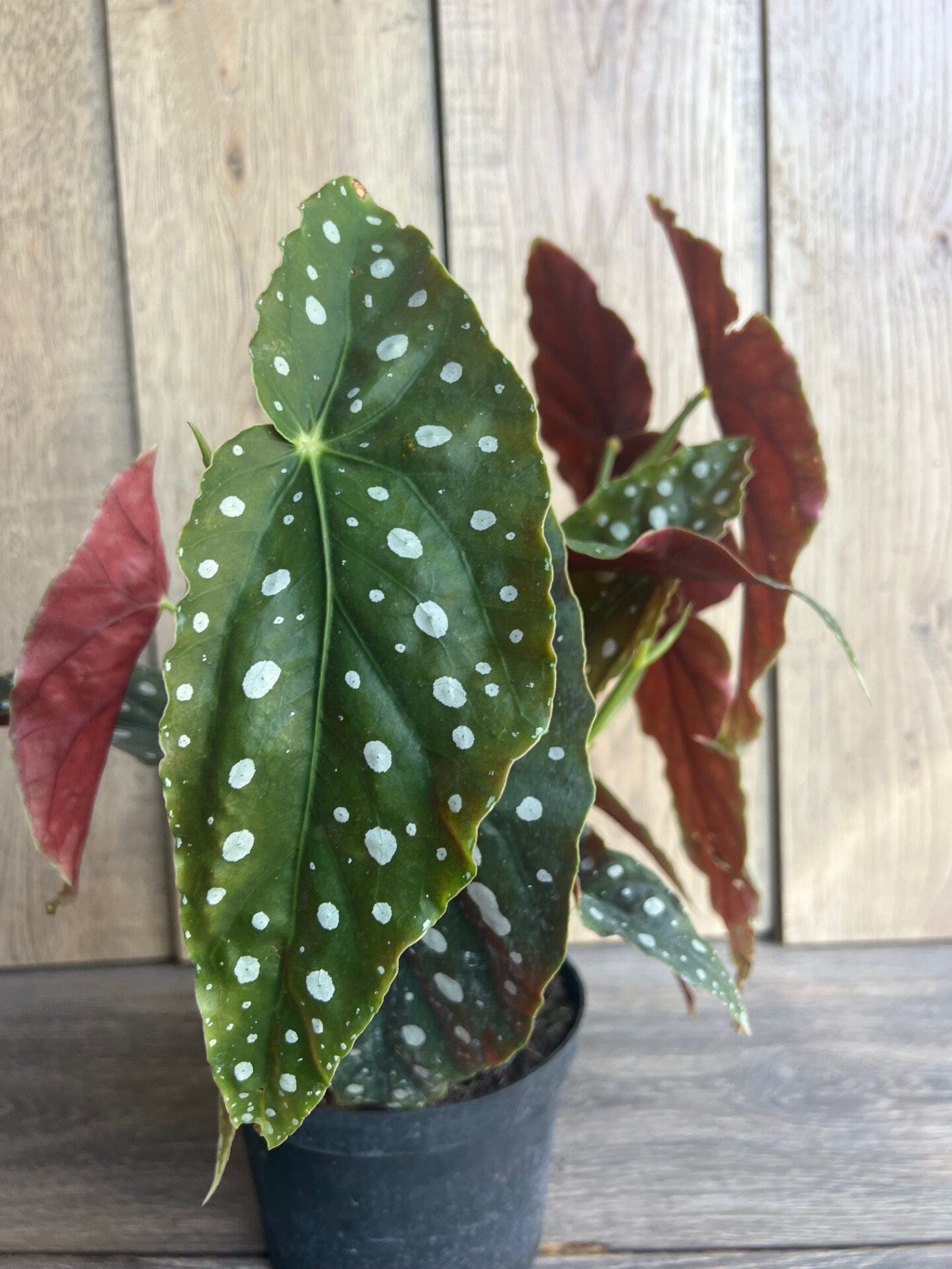 Begonia maculata in 6" Pot, Polka dot plant, house plant