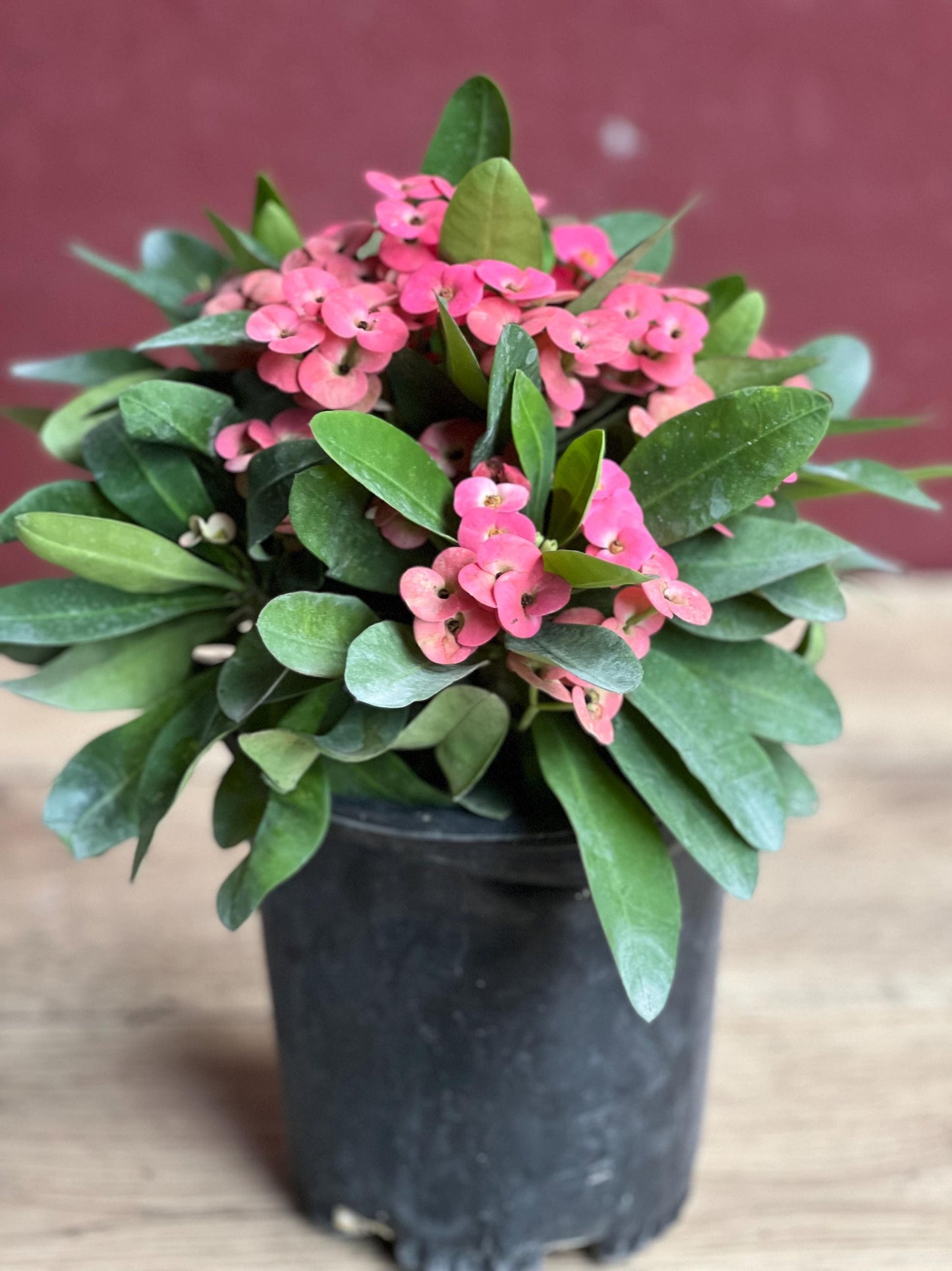 Crown of Thorns, Pink in 6" Pot, Euphorbia milii