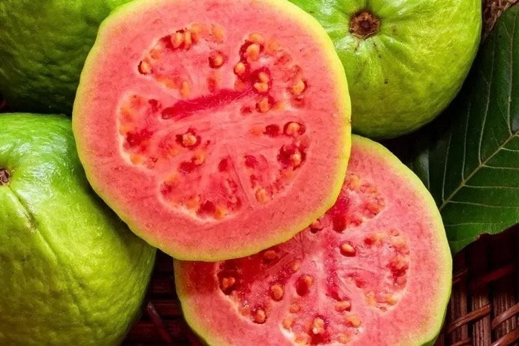 Guava Plant in 10" Pot, Jambu Batu, Psidium guajava, Pink Guava tree, No Ship to CA and HI