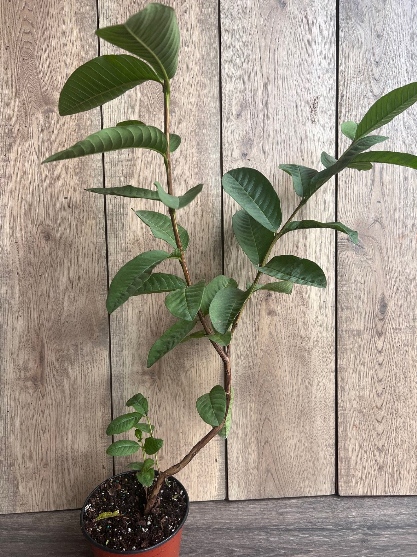 Guava Plant in 6" Pot, Jambu Batu, Psidium guajava, Pink Guava tree