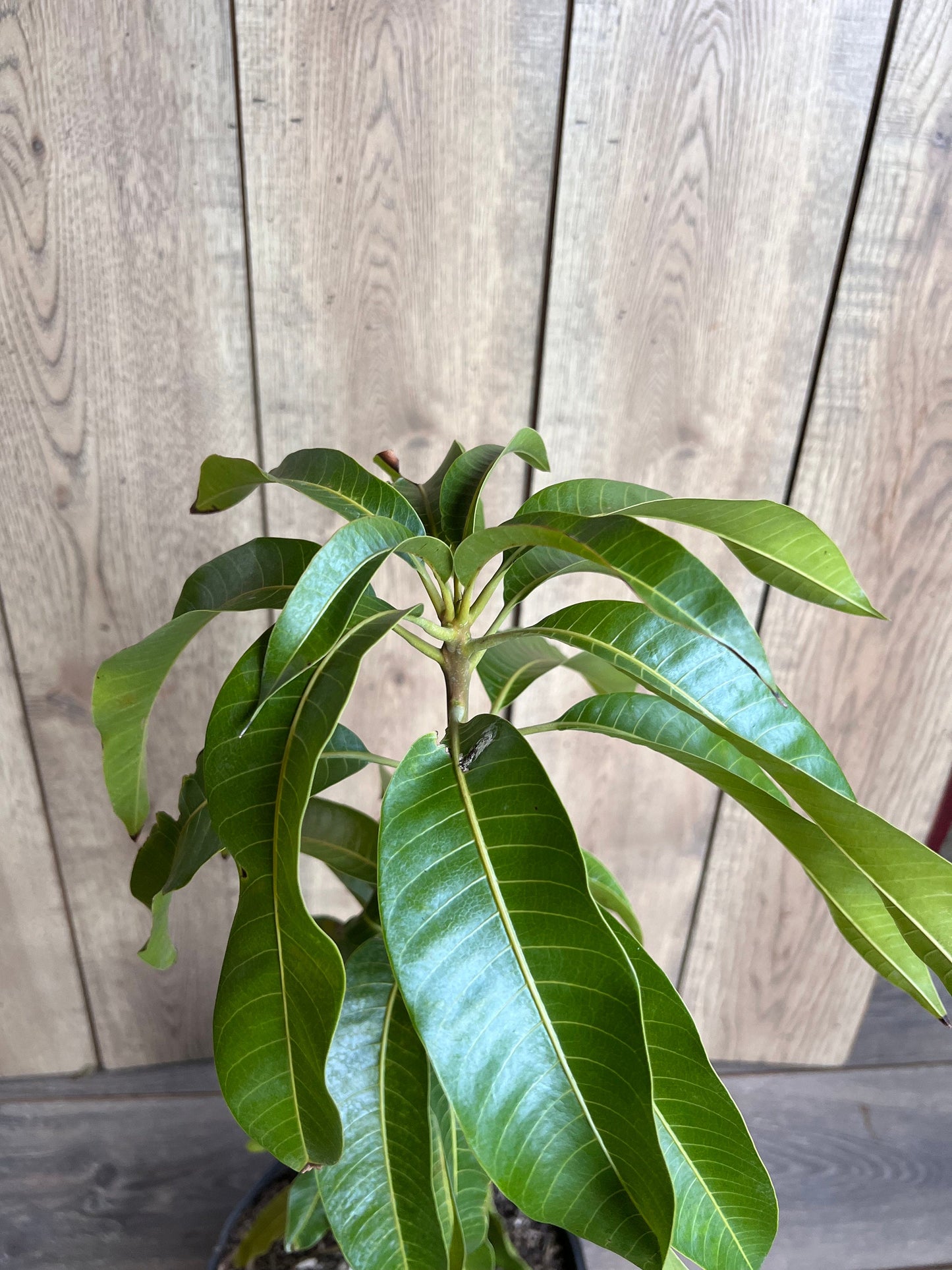 Sugar Loaf Mango Tree. grafted in 3 gallons pot, No Ship to CA and HI