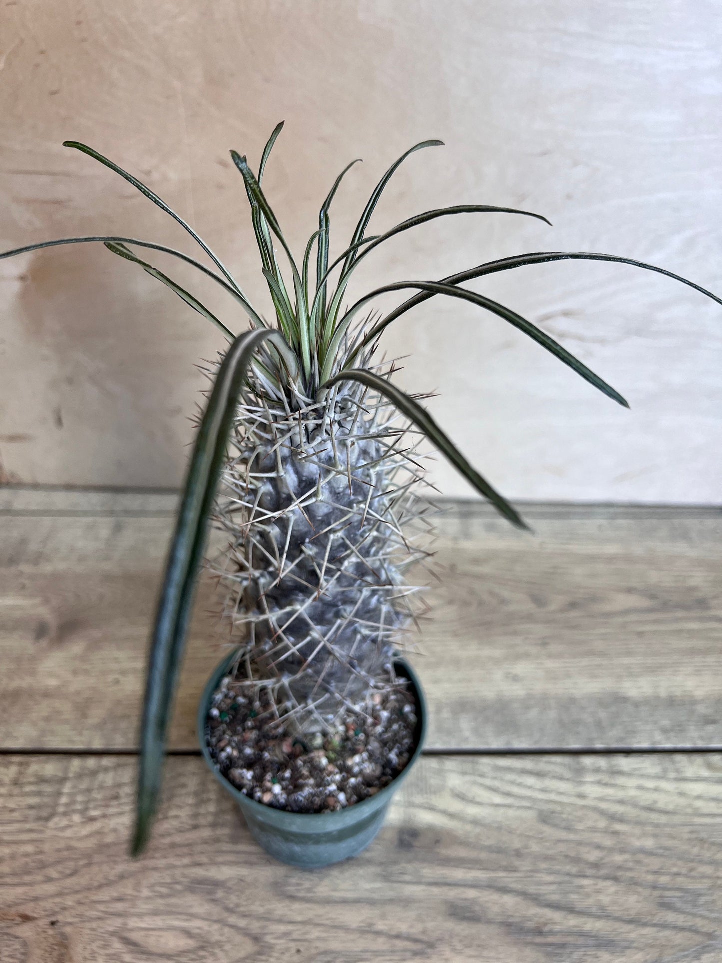 Madagascar Palm Tree in 4" Pot Lamerei Plant, Succulent