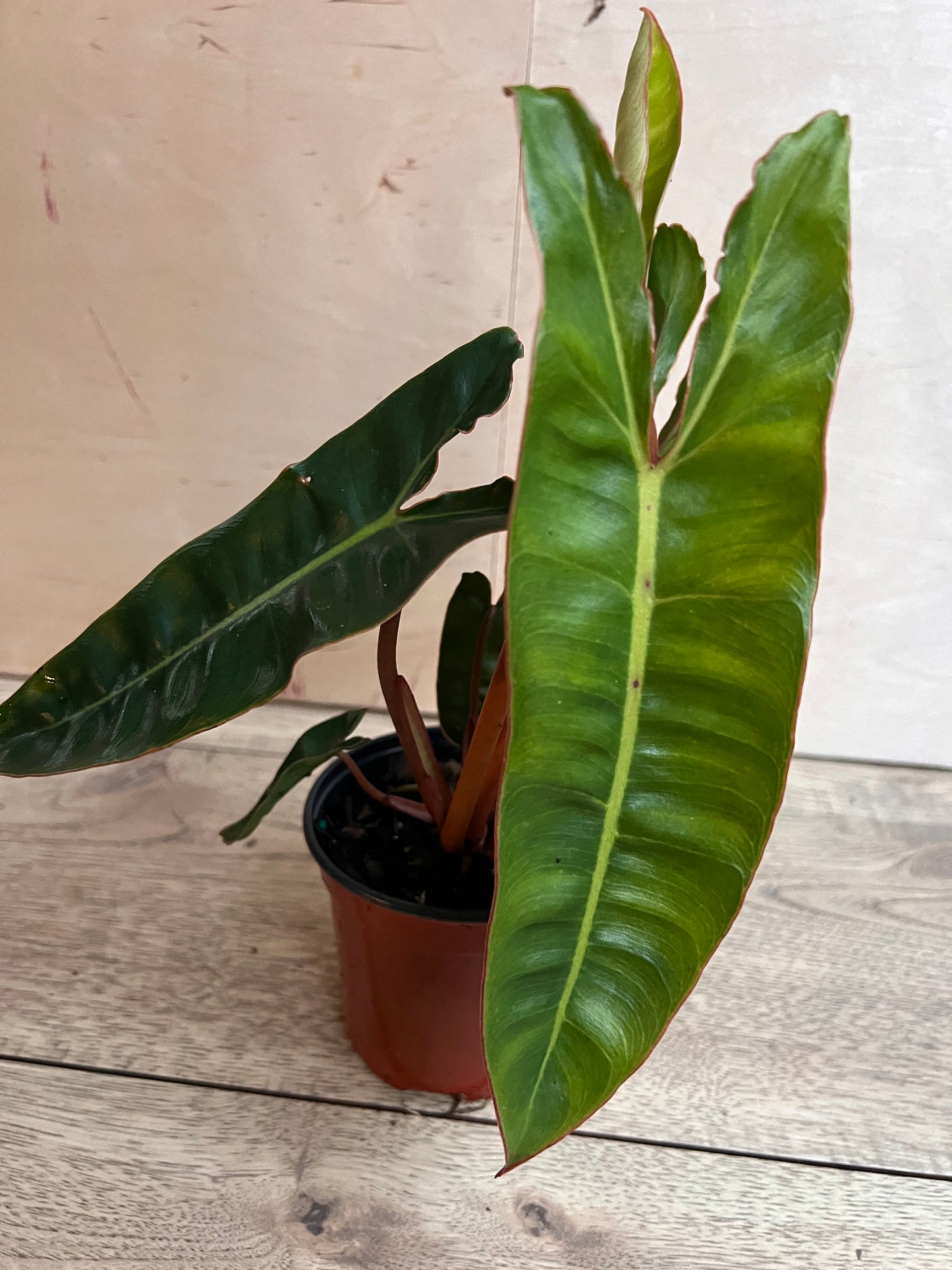 Philodendron Billietiae in 4" Pot