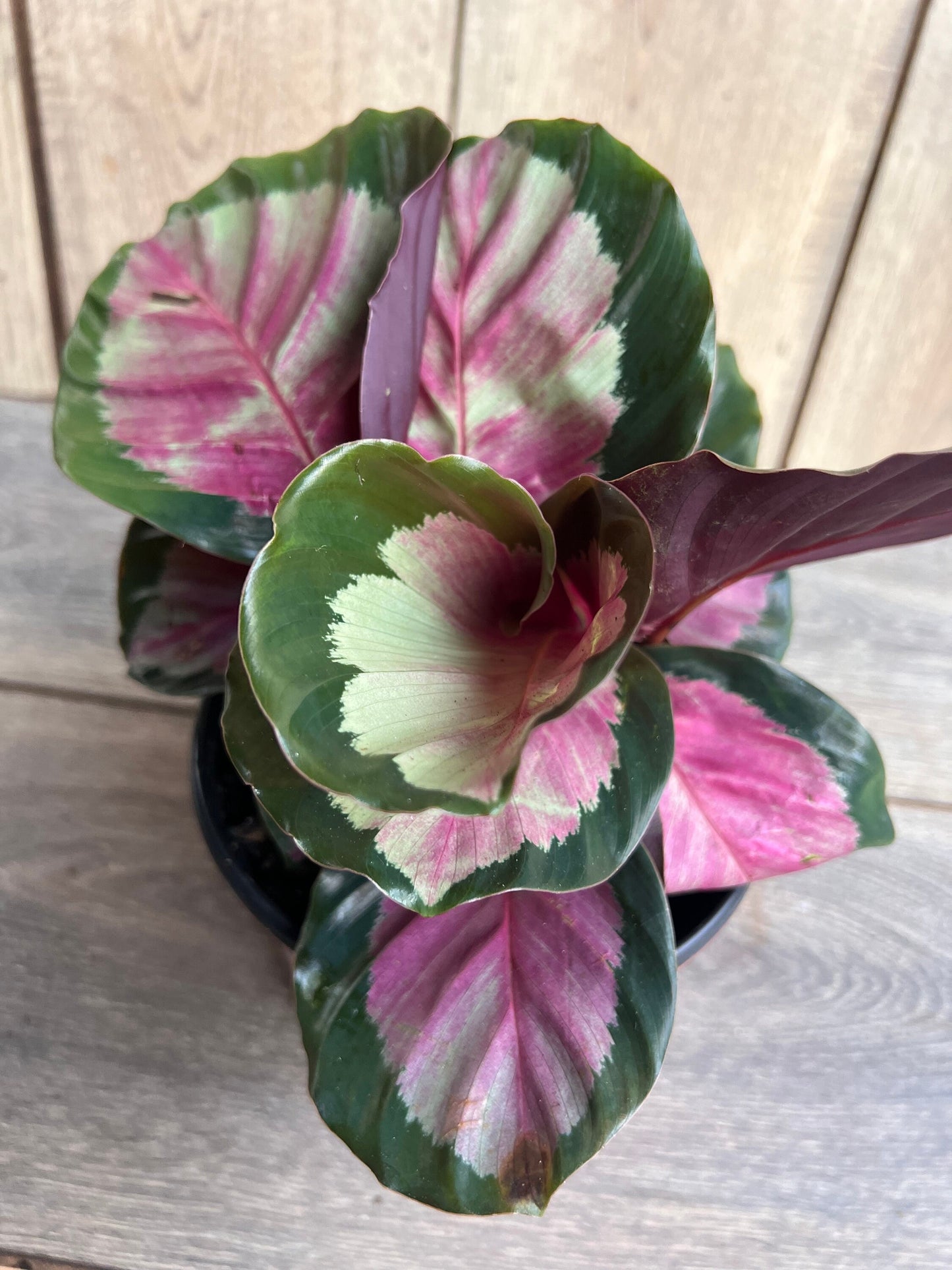 Calathea roseopicta ‘Rosy’ in 6" Pot, Rossy