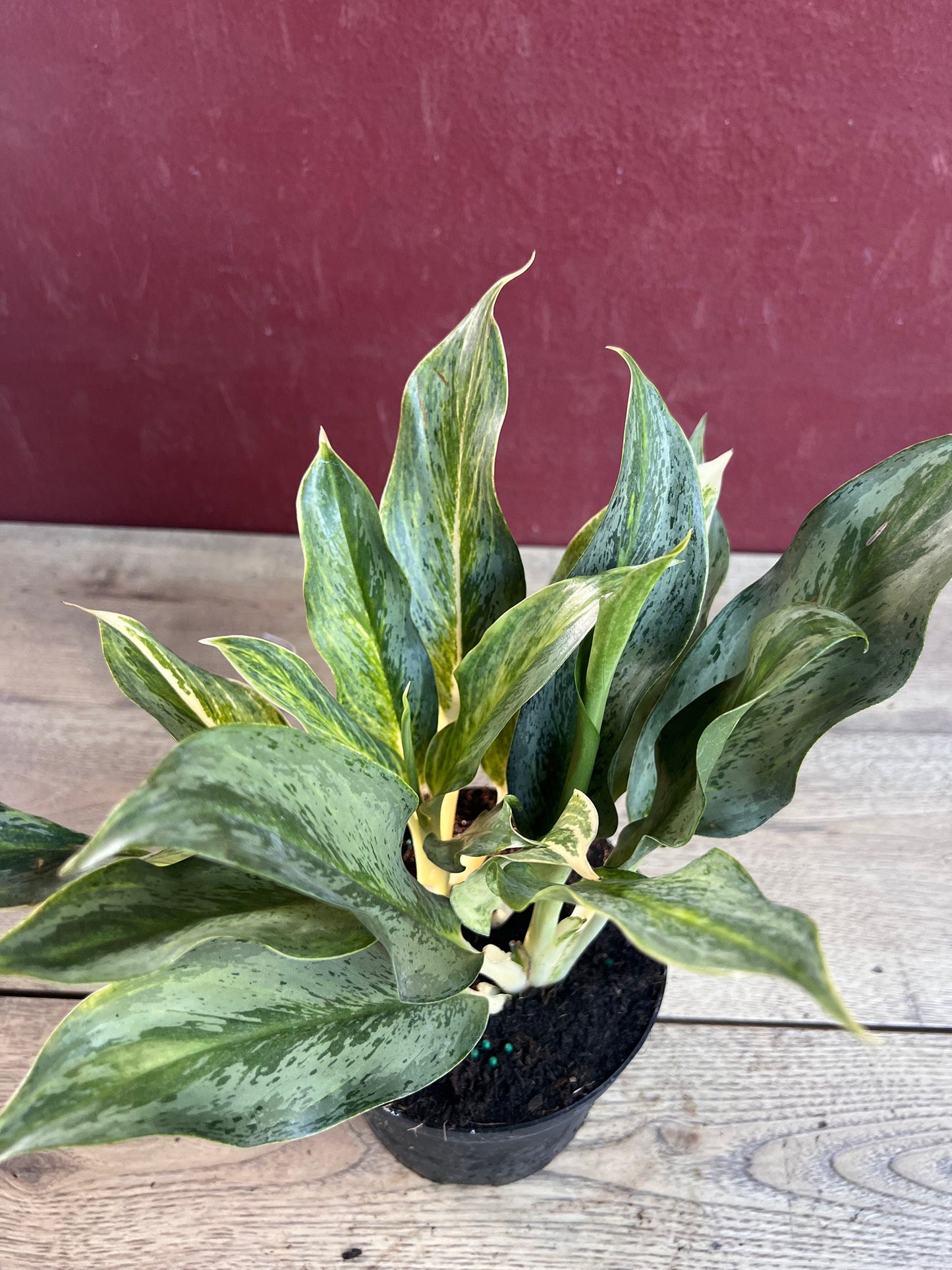 Aglaonema Koh Sumai in 6", Rare Aglaonema