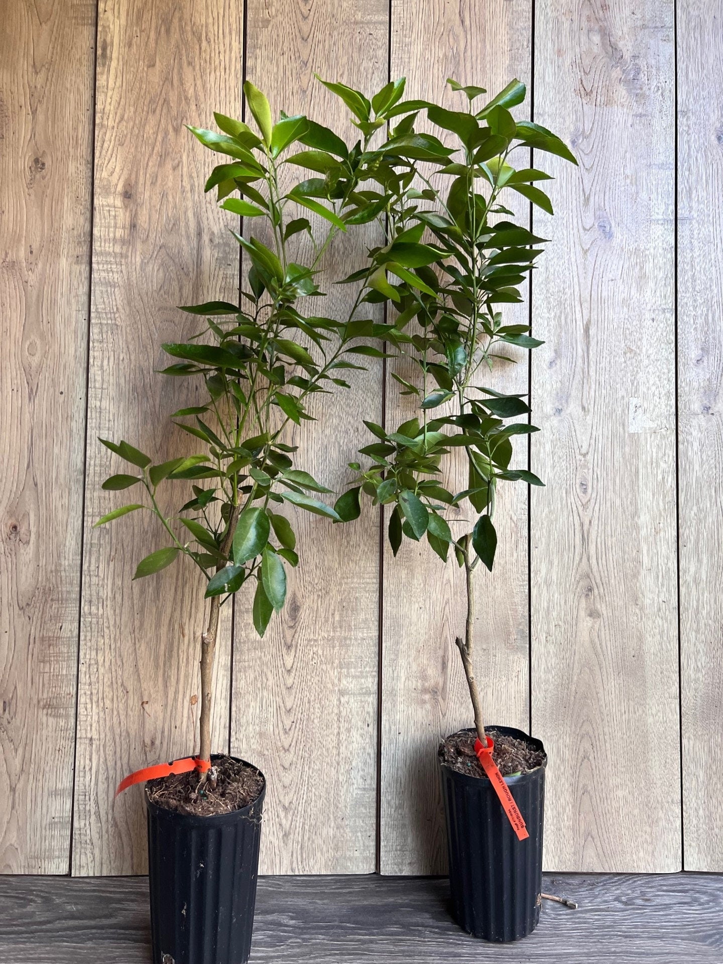 Cara Cara Orange Tree in half Gallon Pot, Grafted. Florida Shipping Only