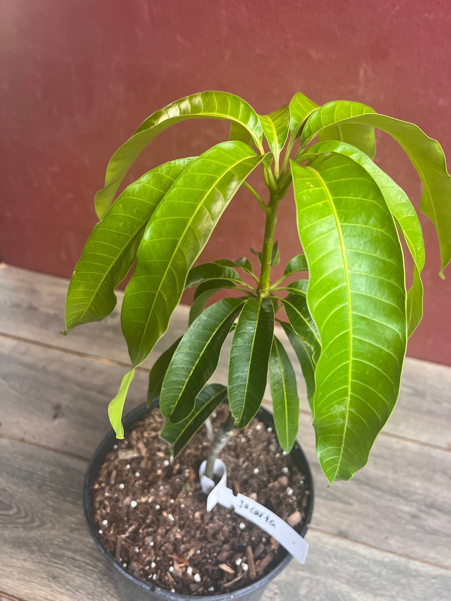 Jakarta Mango in 3 gallon, grafted, No Ship to CA and HI