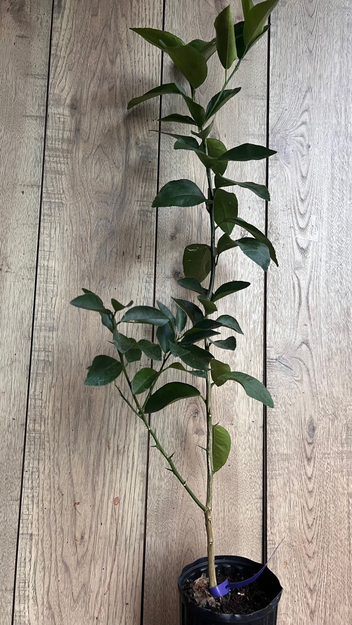 Valencia Orange Tree in half Gallon Pot, Grafted, Florida Shipping Only