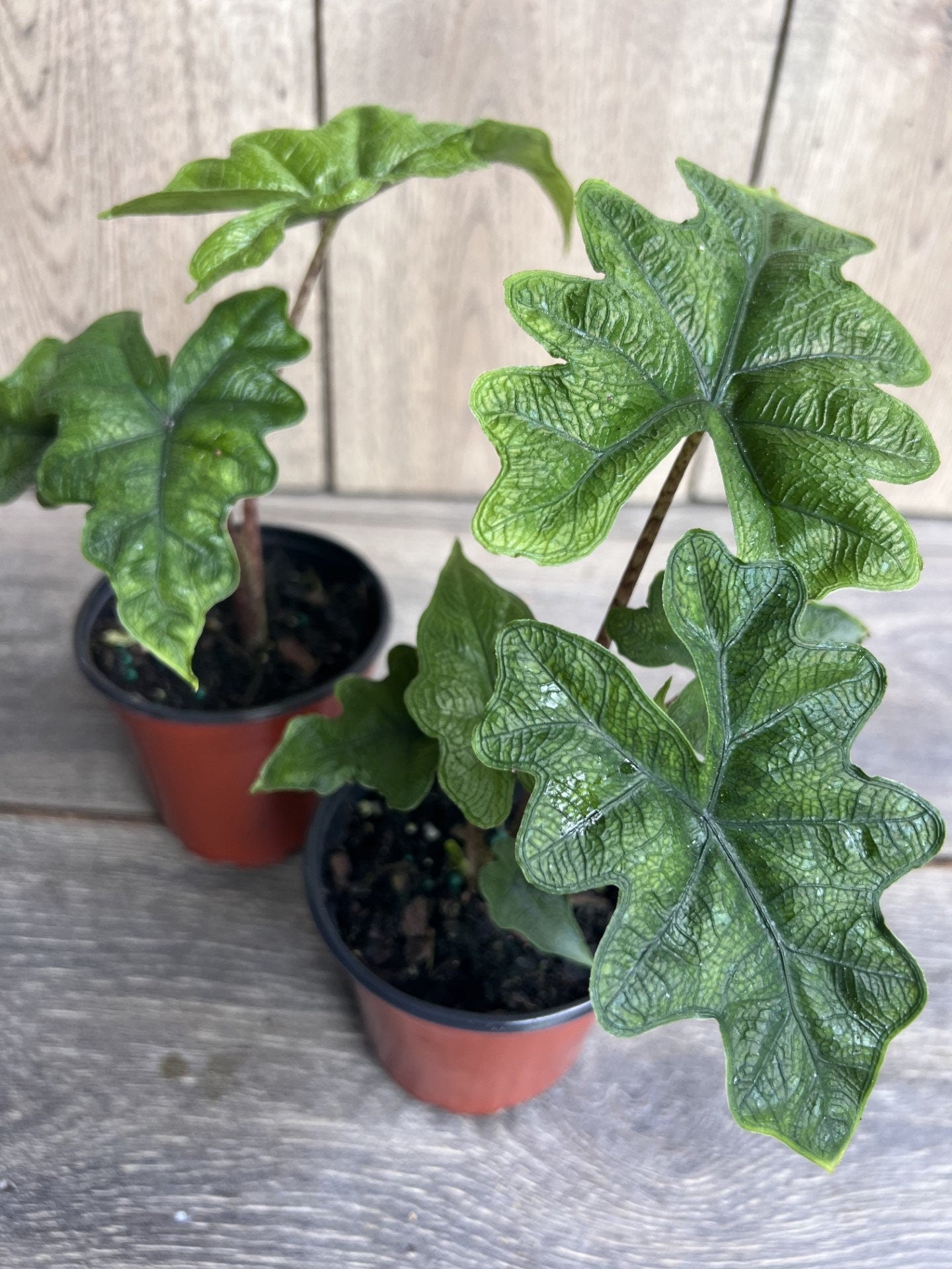 Alocasia jacklyn in 4" Pot, house plant, indoor plant, out door
