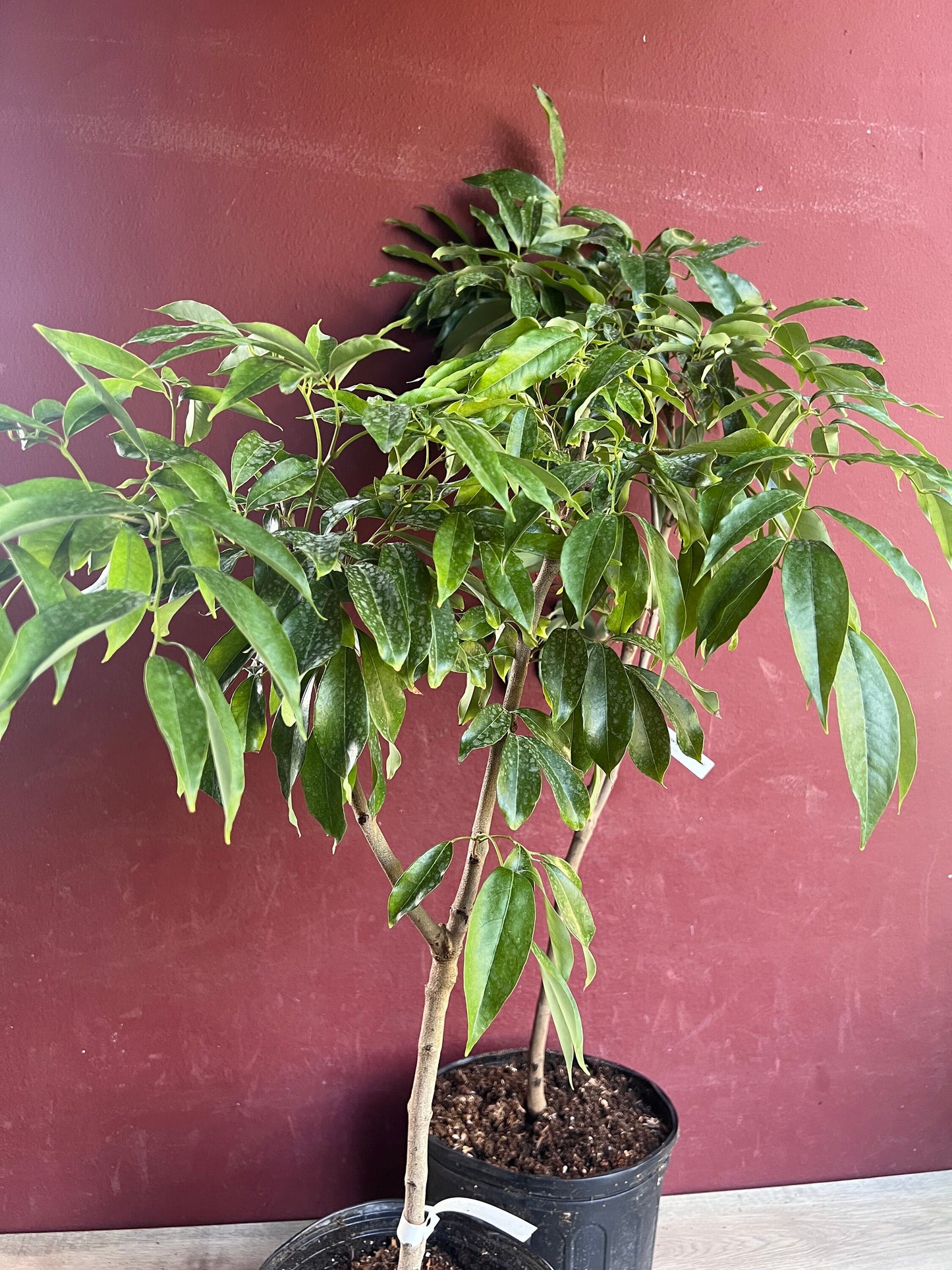 Mauritius Lychee , Litchi chinensis in 10" Pot, 3 to 4 Ft tall, Air layered, No Ship to CA and HI