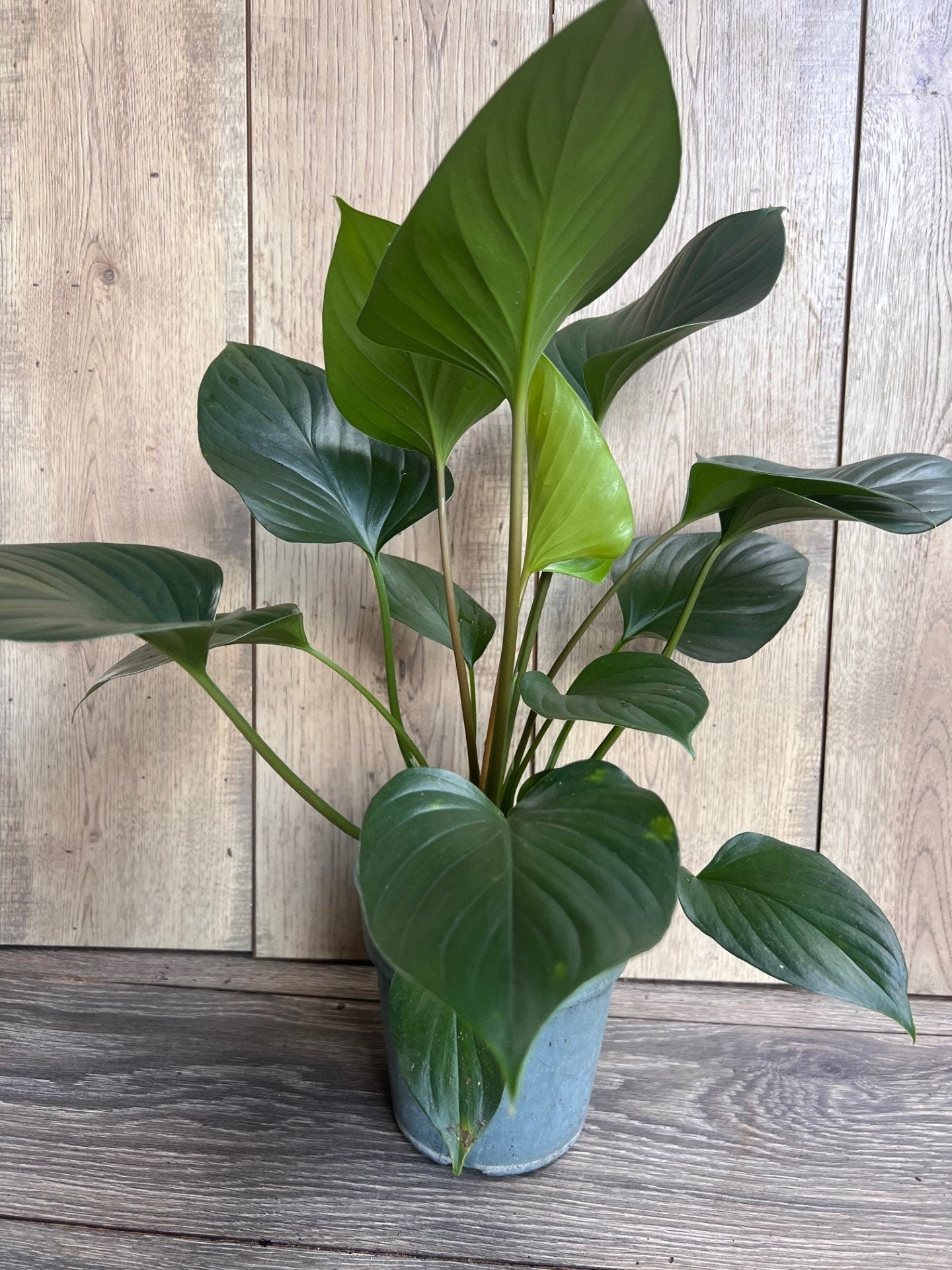 Homalomena Emerald Gem, in 6" iches pot, Hamalomena