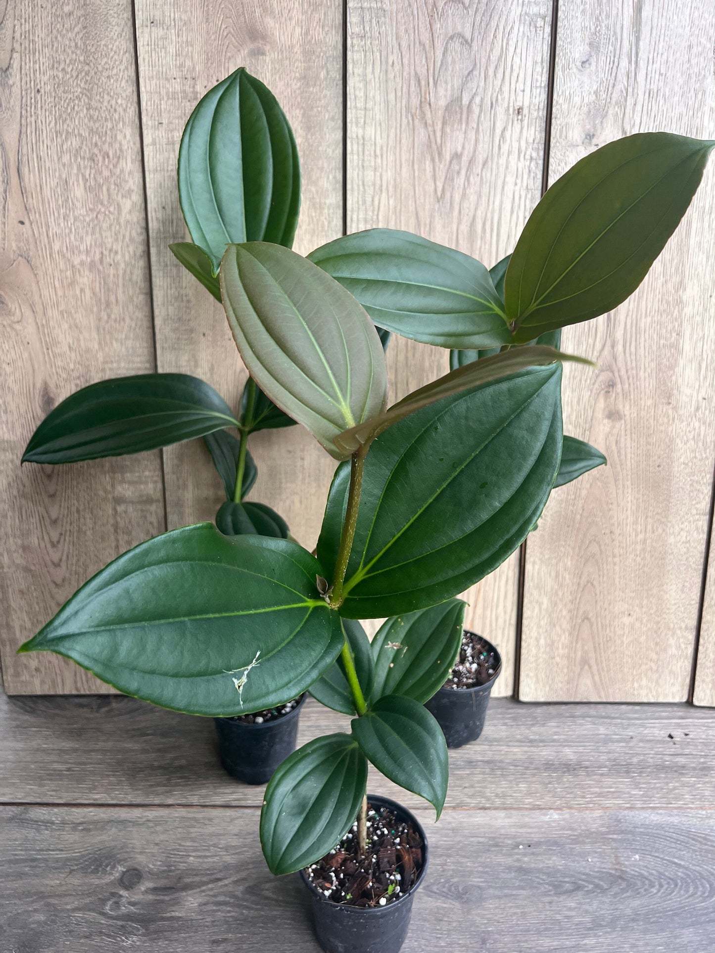 Medinilla myriantha – Malaysian Grapes in 4" Pot
