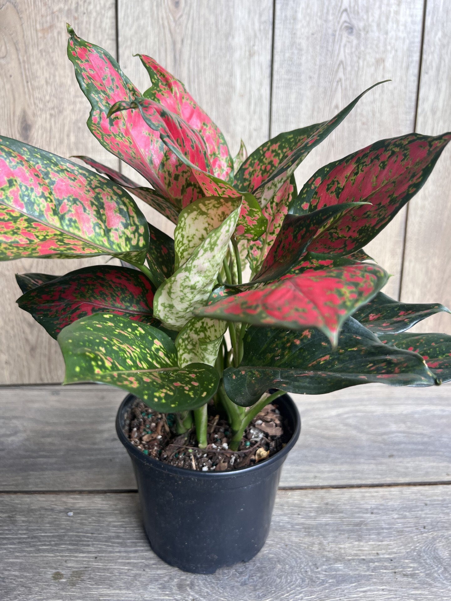 Aglaonema Wishes, Red Valentine in 6" Pot