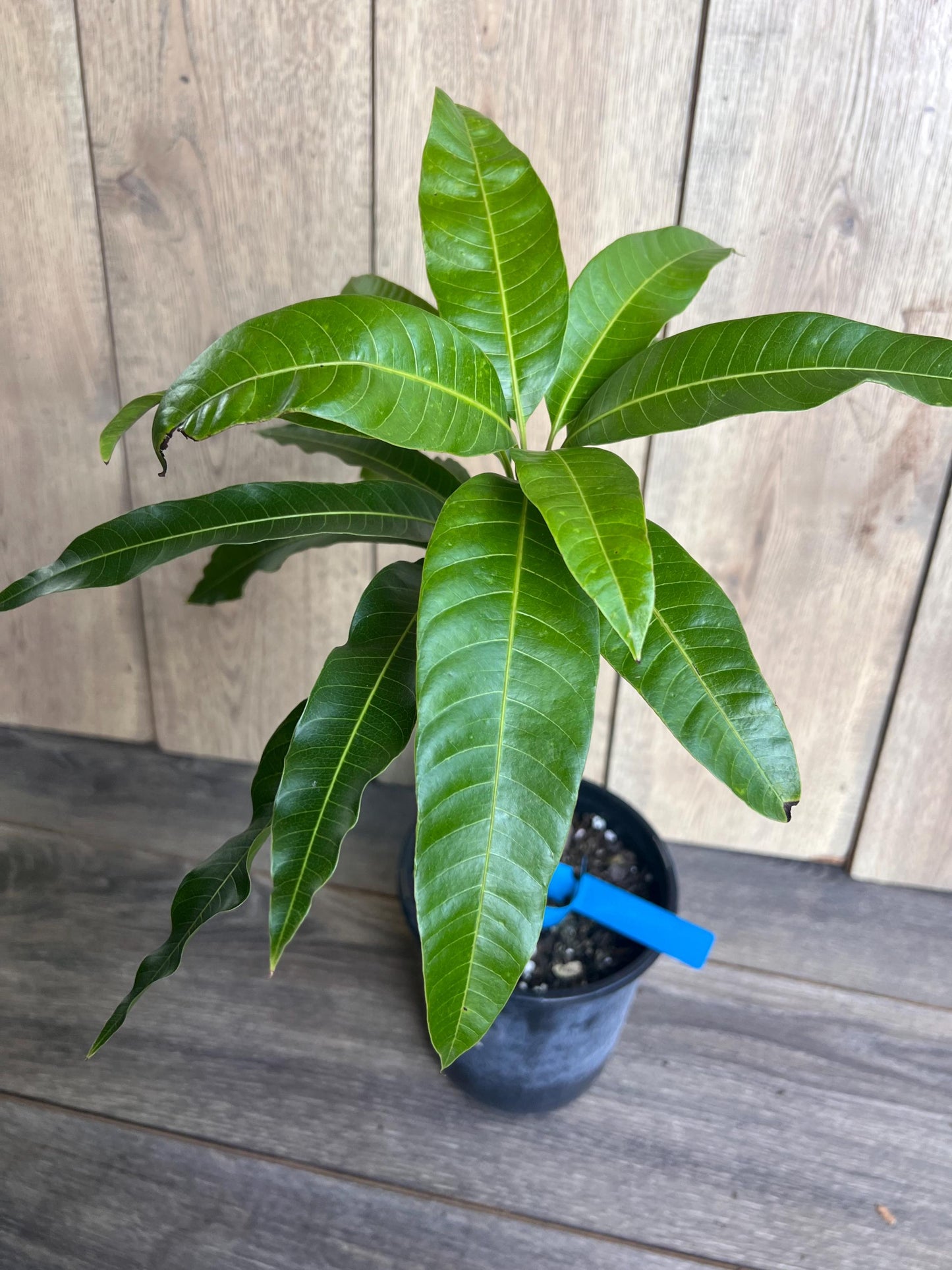 Grafted Manila Mango in 1/2 Gallon Pot