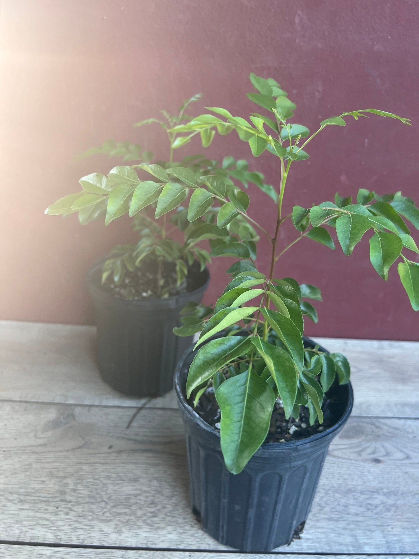 Curry Leaf Plant, Murraya Koenigii, in 6" Pot. No ship to CA or HI