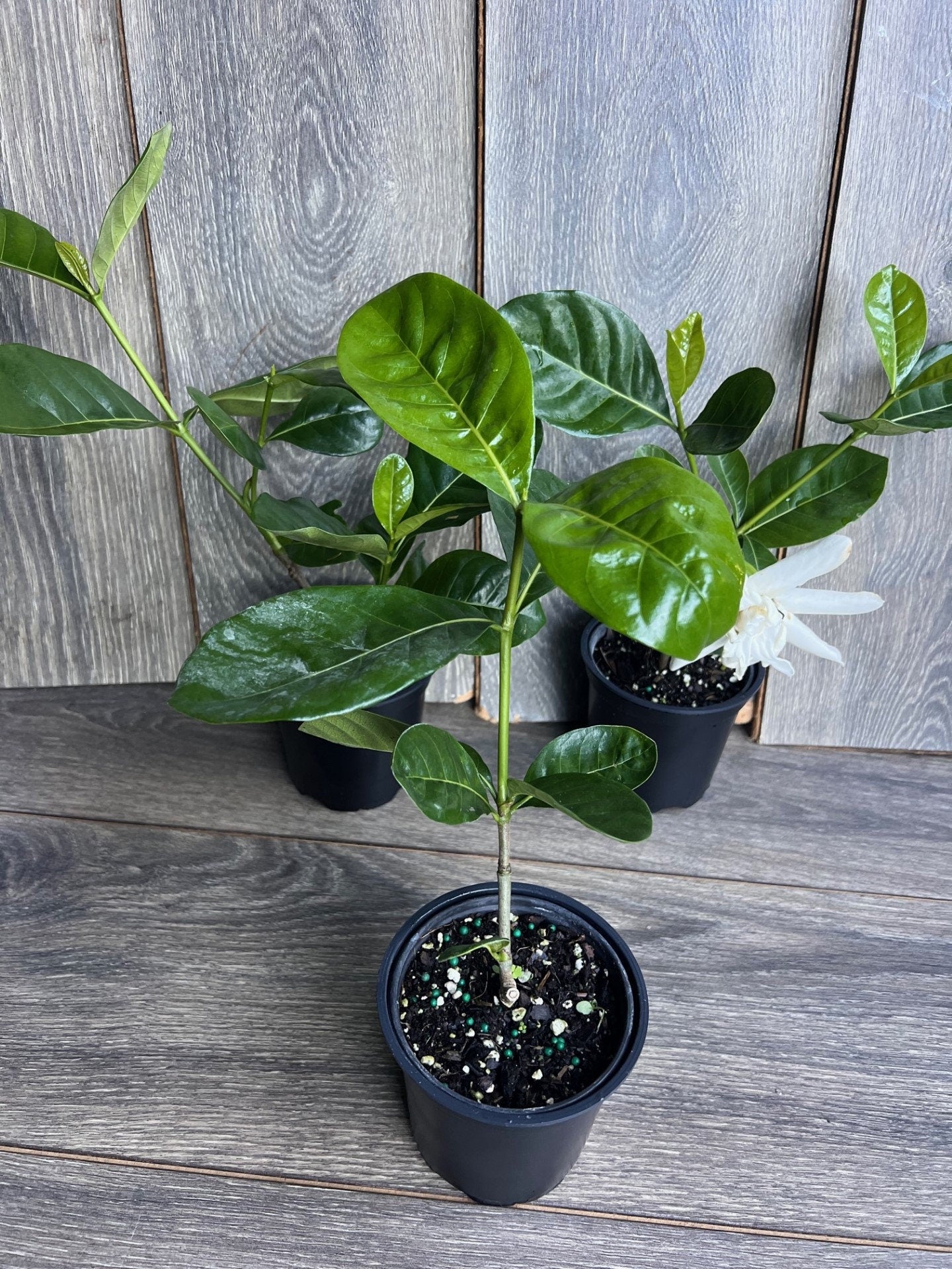 Gardenia in 4" pot