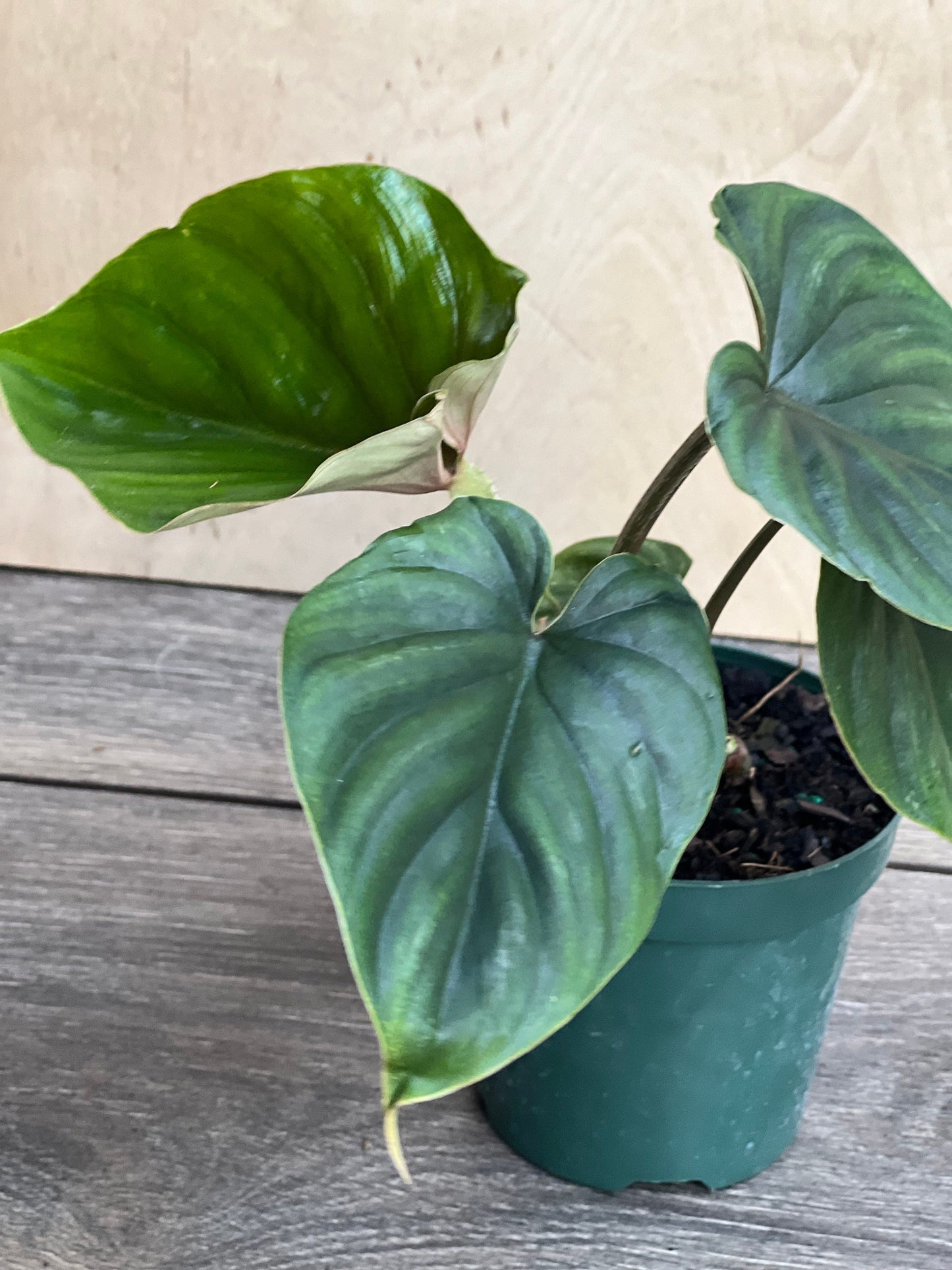Philodendron Plowmanii in 4” Pot