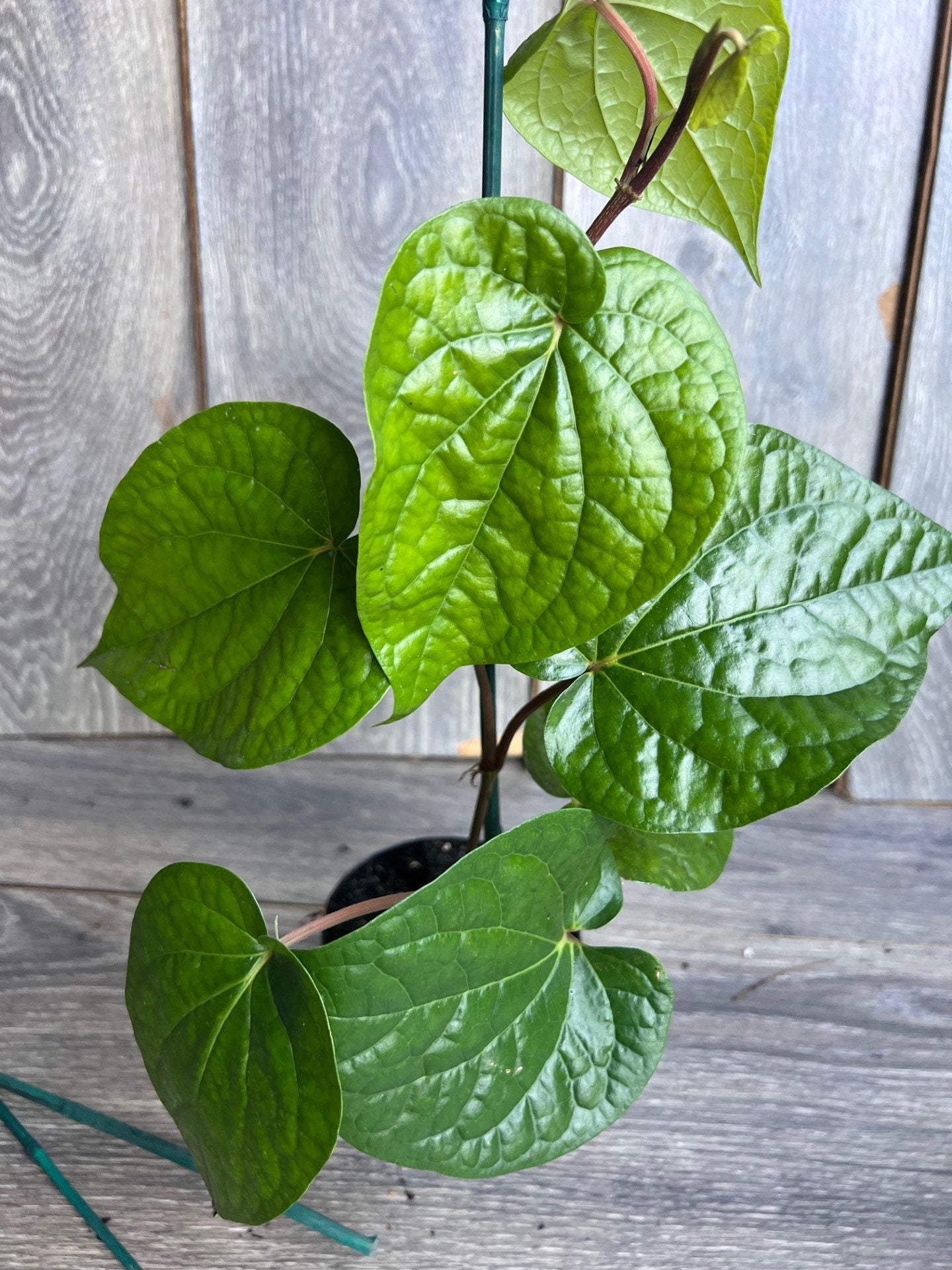 Betel Leaf Plant, Piper Betel in 4" Pot , Daun Sirih Plant ,