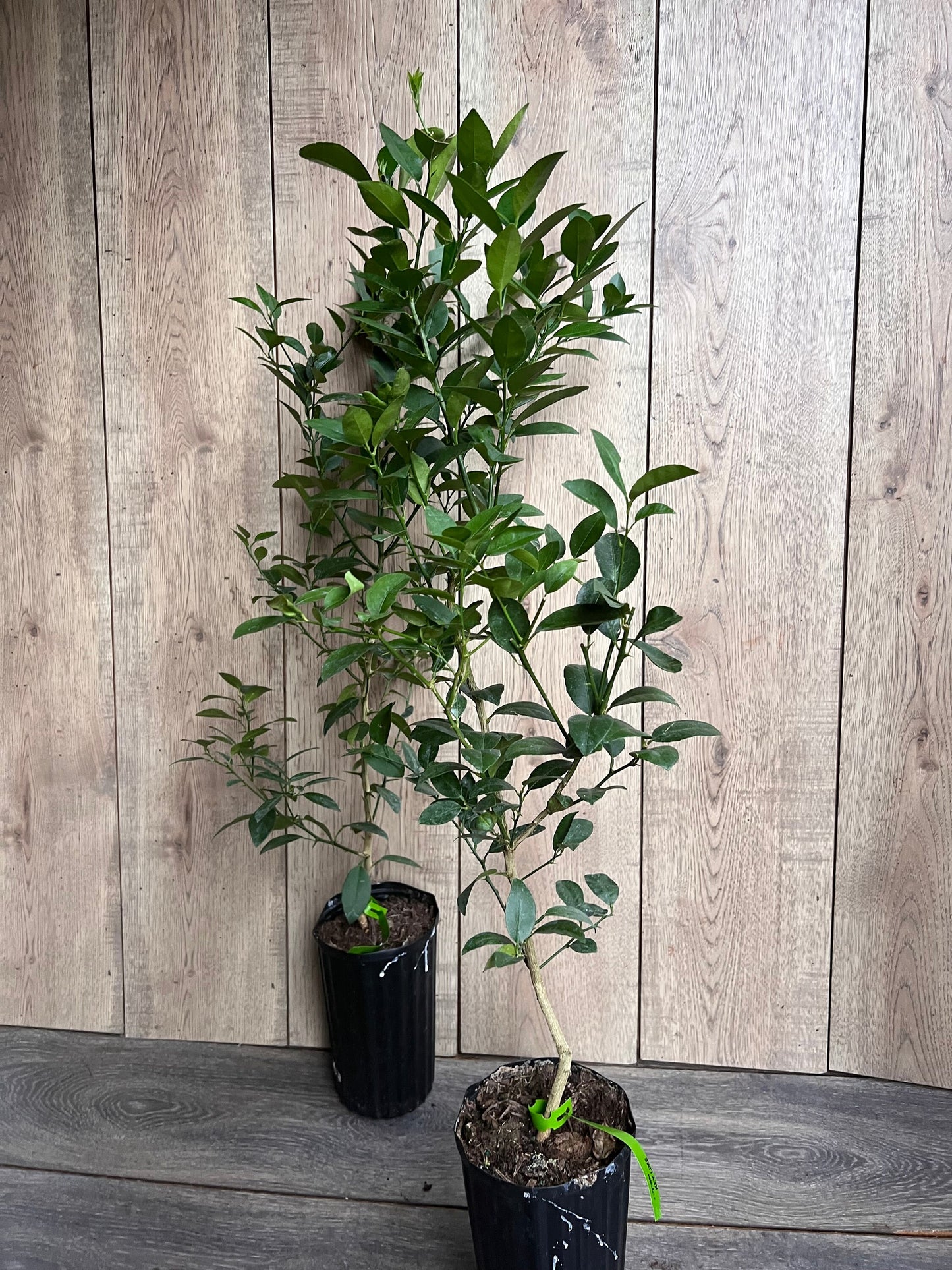 Key Lime Tree in half Gallon Pot, Grafted, Florida Shipping Only