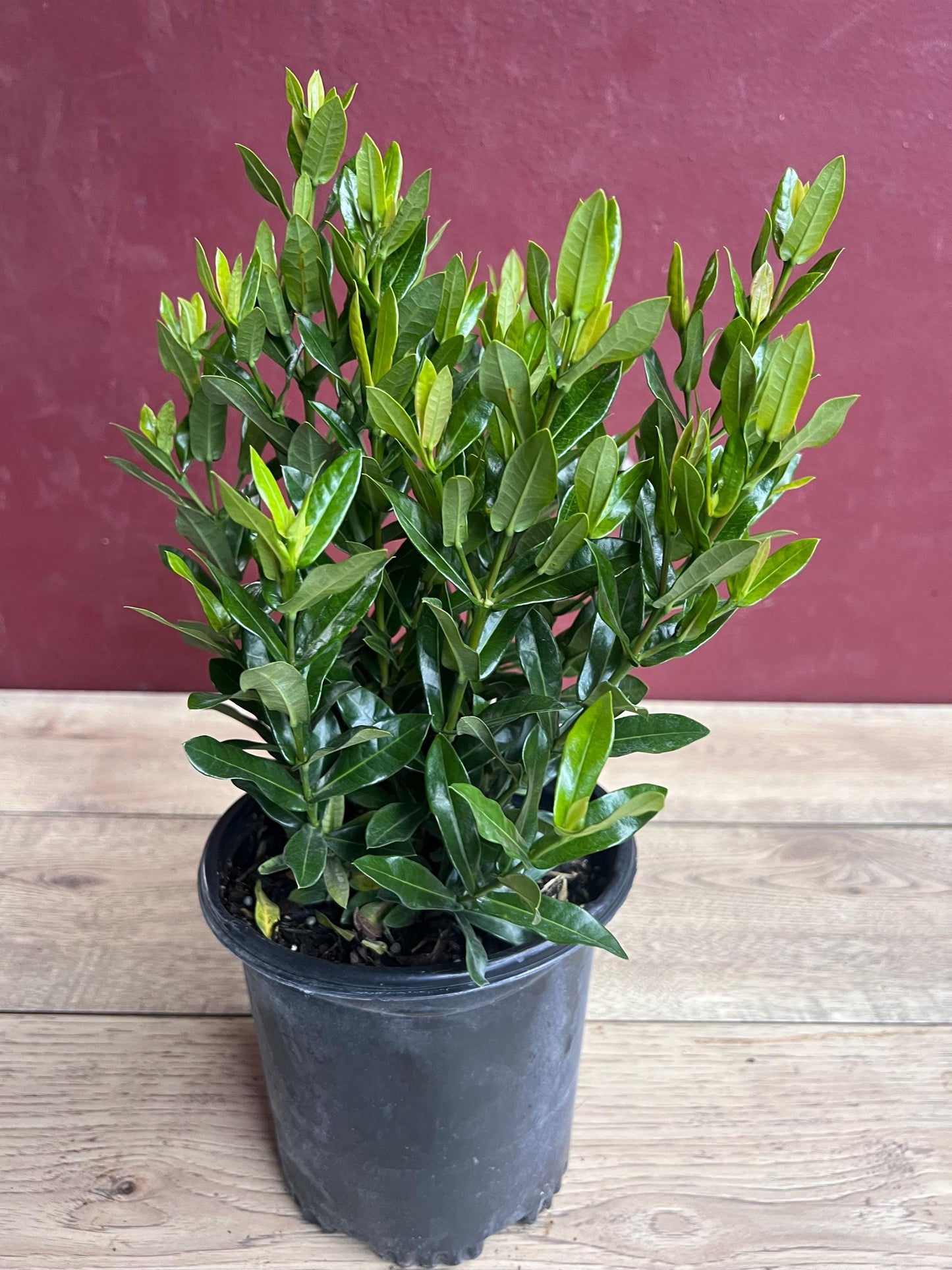 Ixora Taiwanese Red in 6" Pot, Carmen Dwarf Red, Ixora