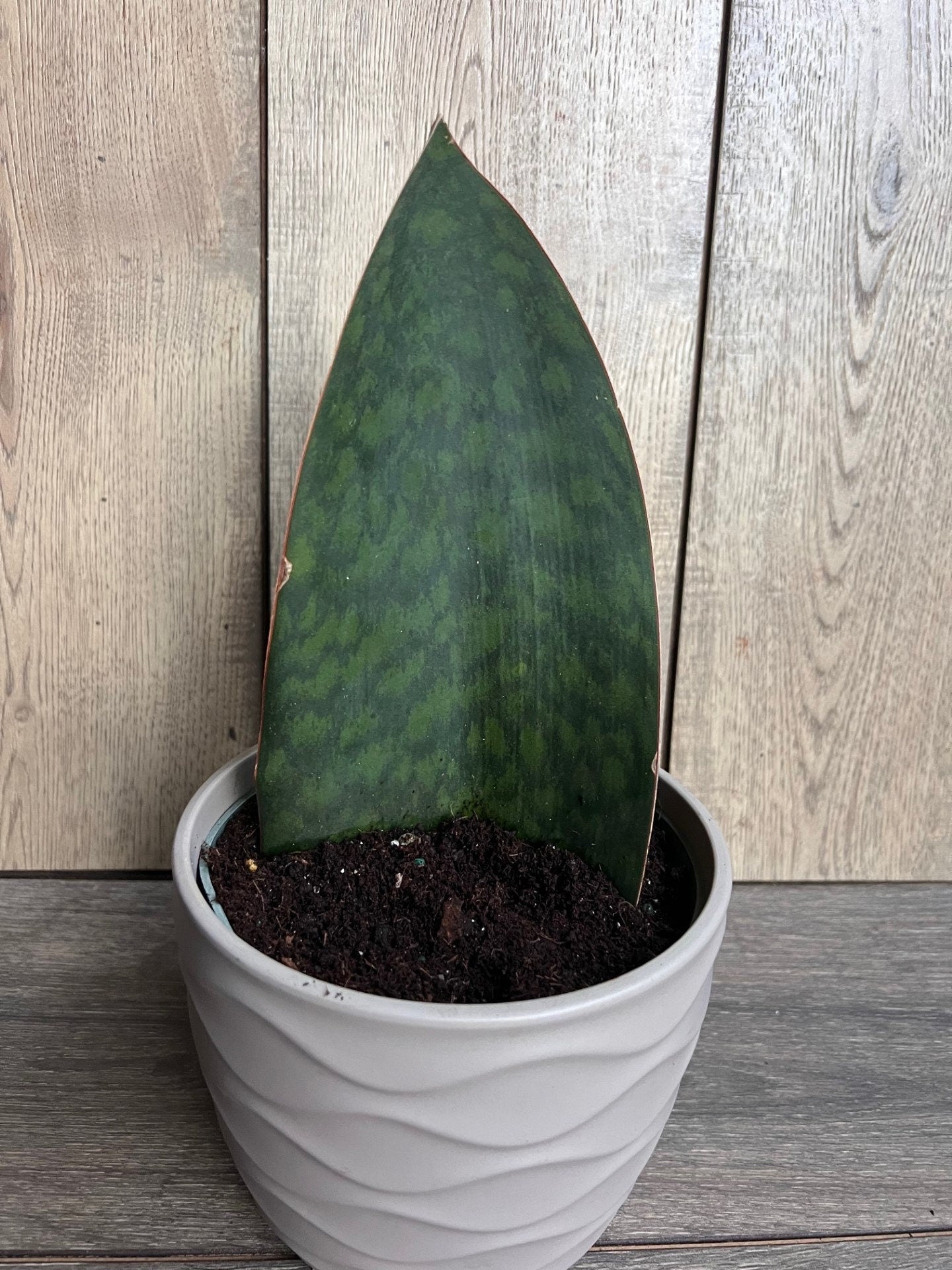 Sansevieria Masoniana, Sansevieria Whale Fin, Snake Plant in 6" Pot