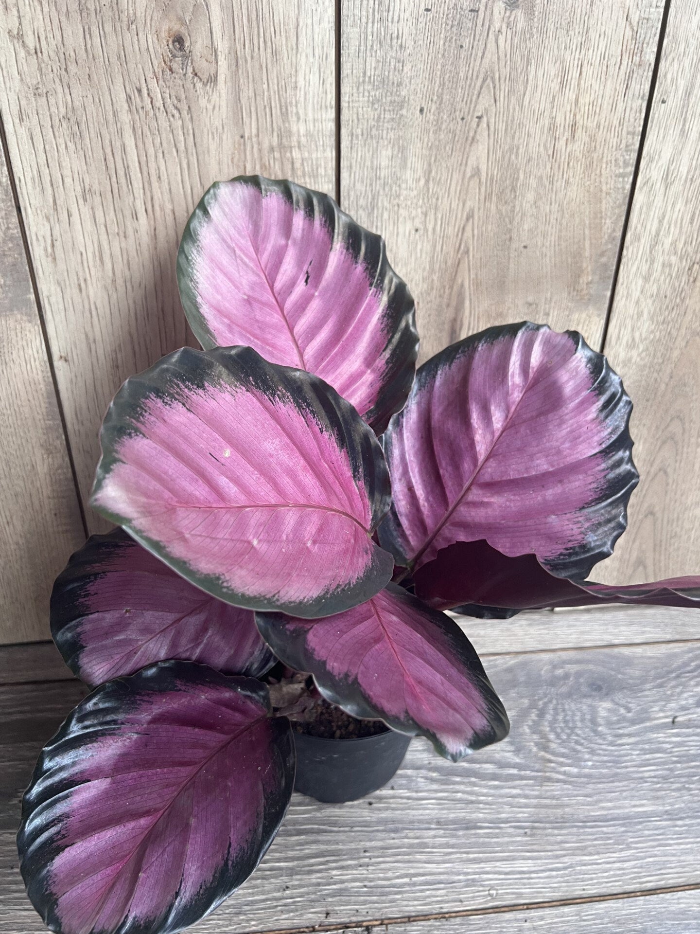 Calathea pink star in 6" Pot