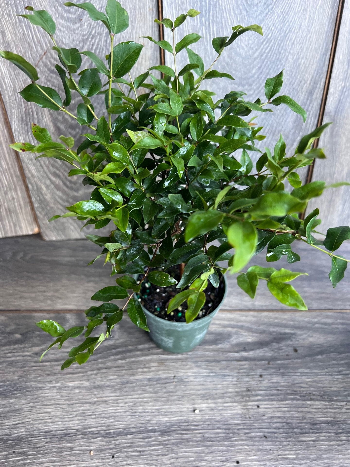 Myrciaria cauliflora Precoce, dwarf Jaboticaba Fruit Tree in 4" Pot
