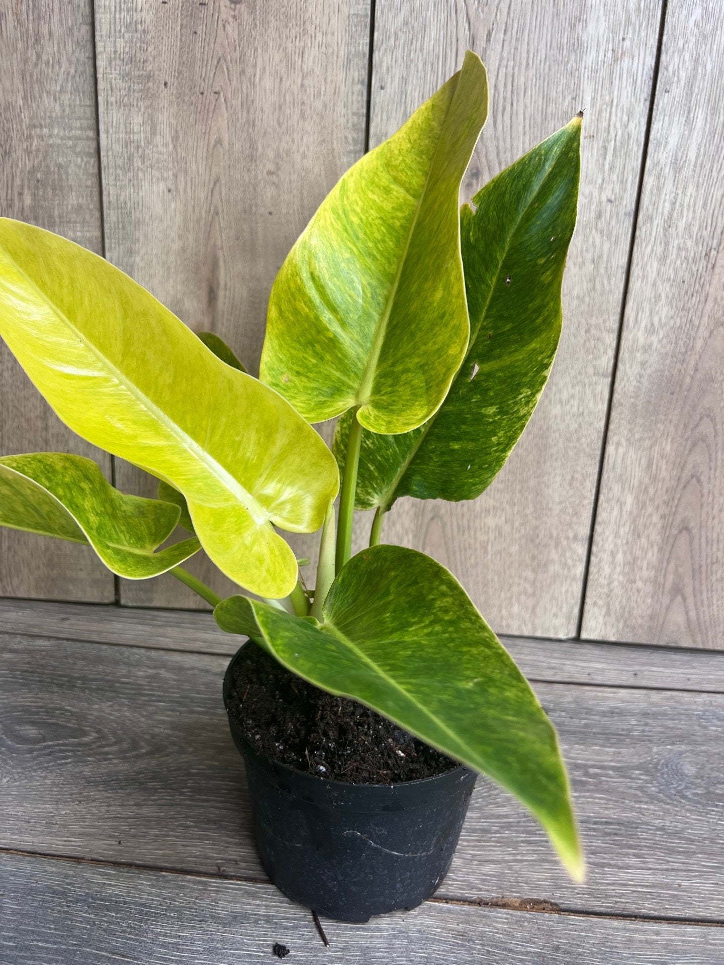 Philodendron Calkins Gold in 6" Pot