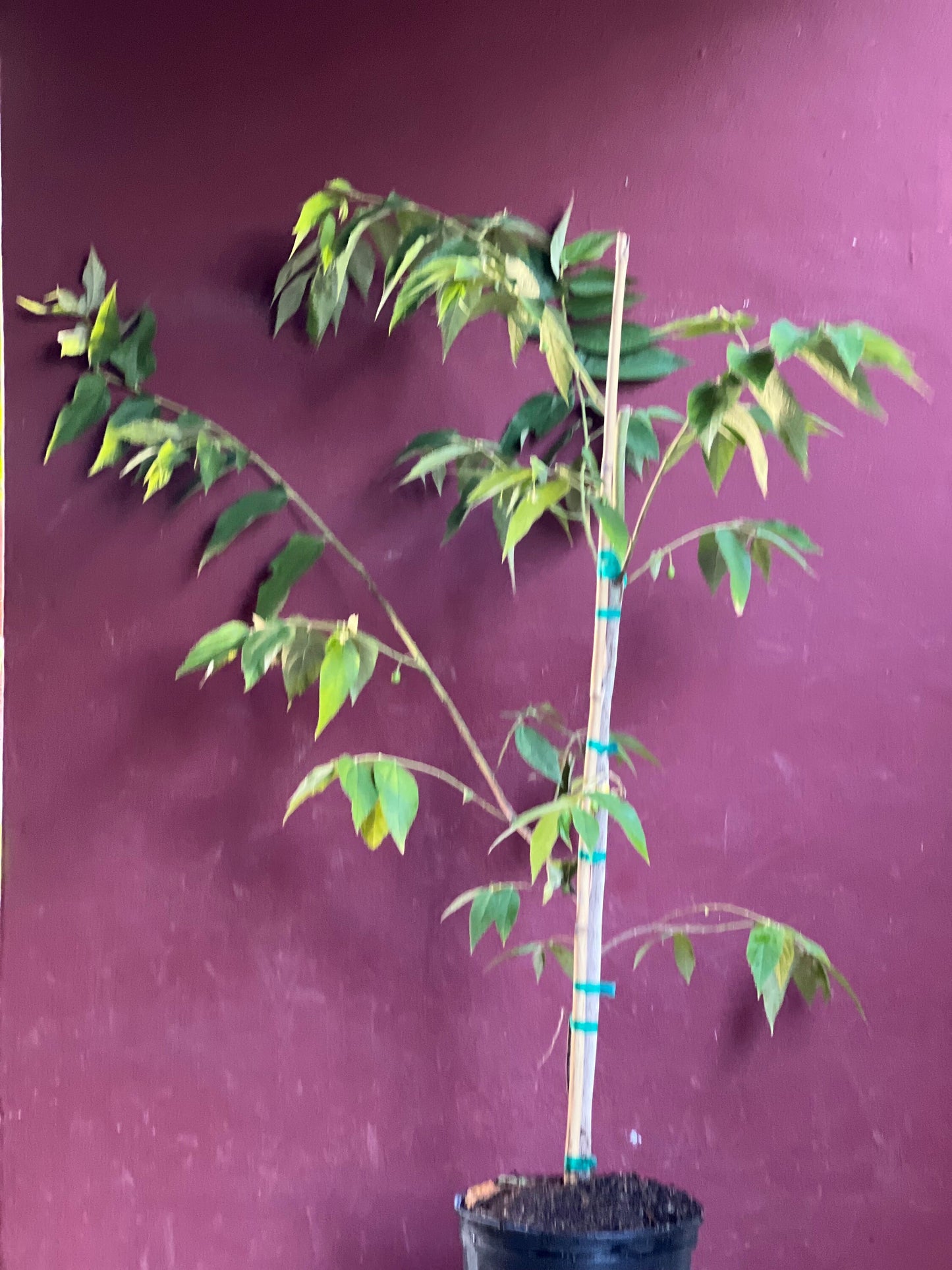 Muntingia calabura ,Strawberry Tree in 10” Pot, Jamaican Strawberry, Kersen