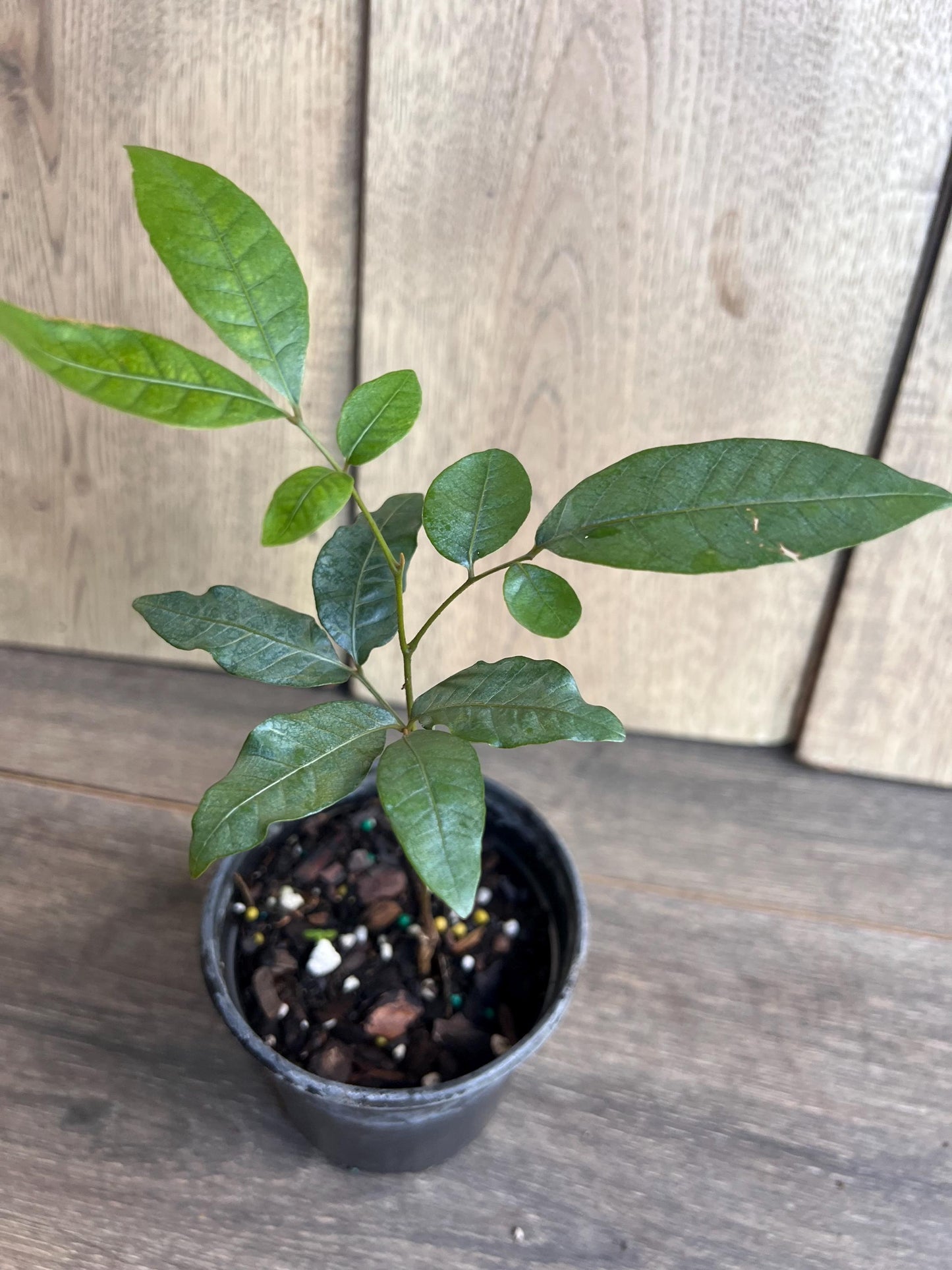 Kohala Longan in 4"" Pot, lengkeng, kelengkeng,