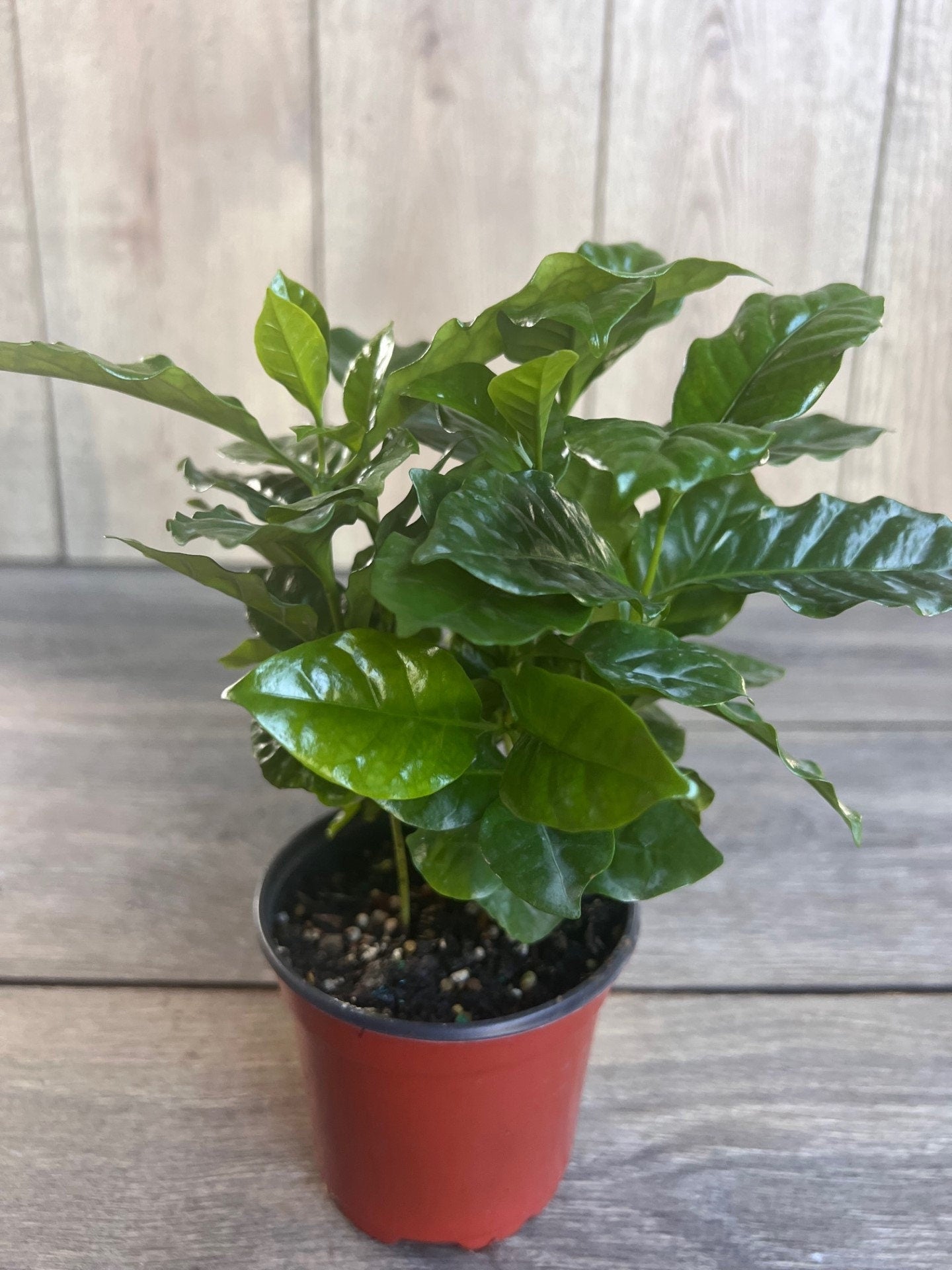 Arabica Coffee Plant - 4" Pot