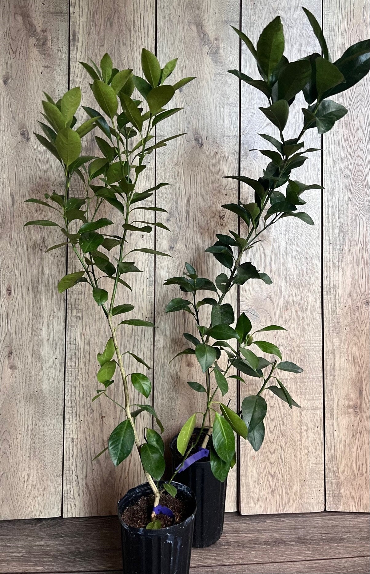 Glenn Navel Orange Tree in half Gallon Pot, Grafted, Florida Shipping Only