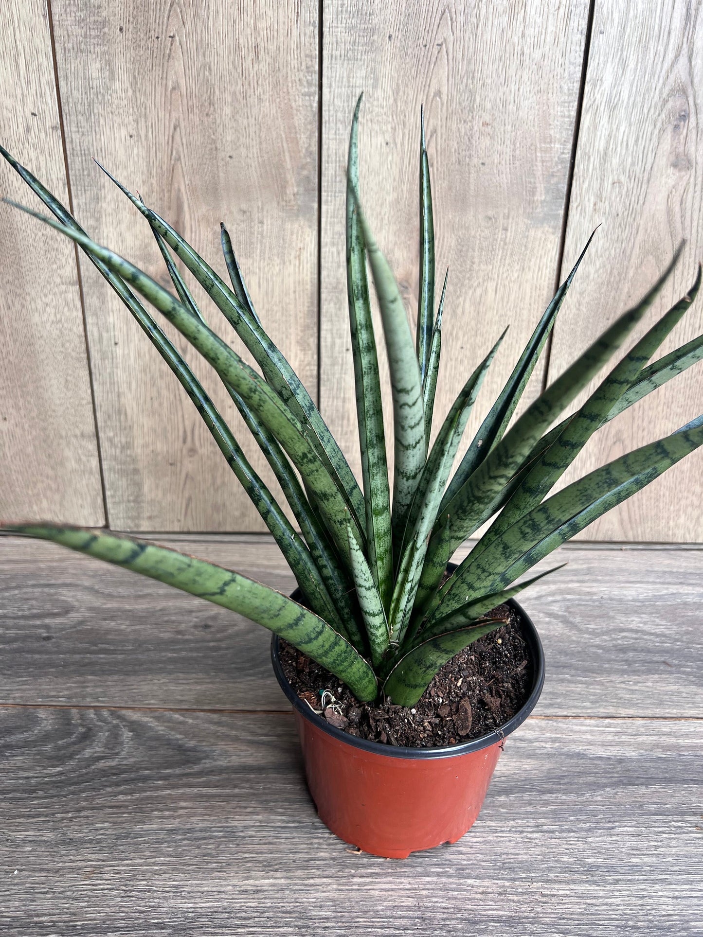 Sansevieria Javancia in 6" Pot