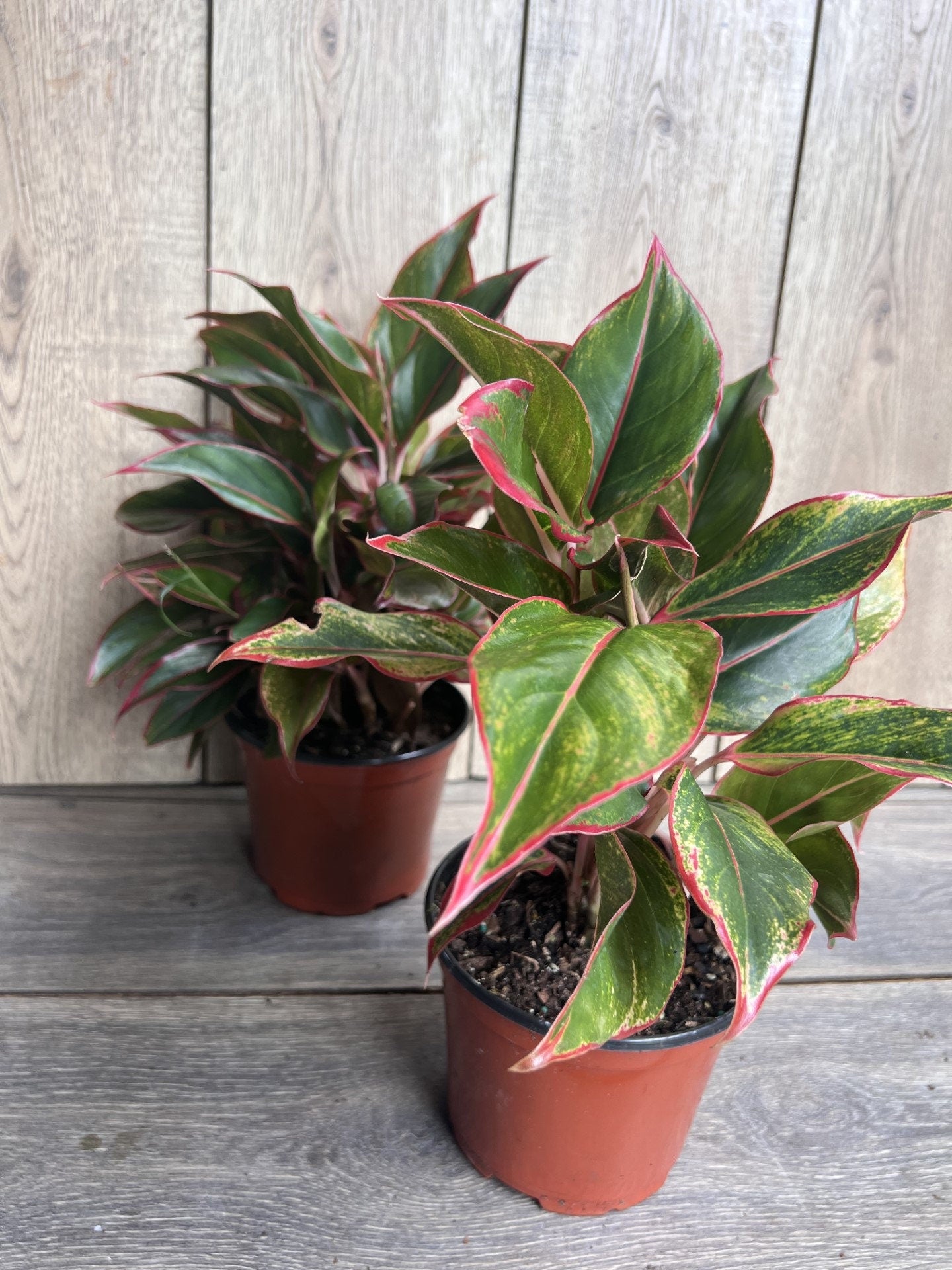 Aglaonema Siam, Siam Aurora Aglaonema in 6" Pot