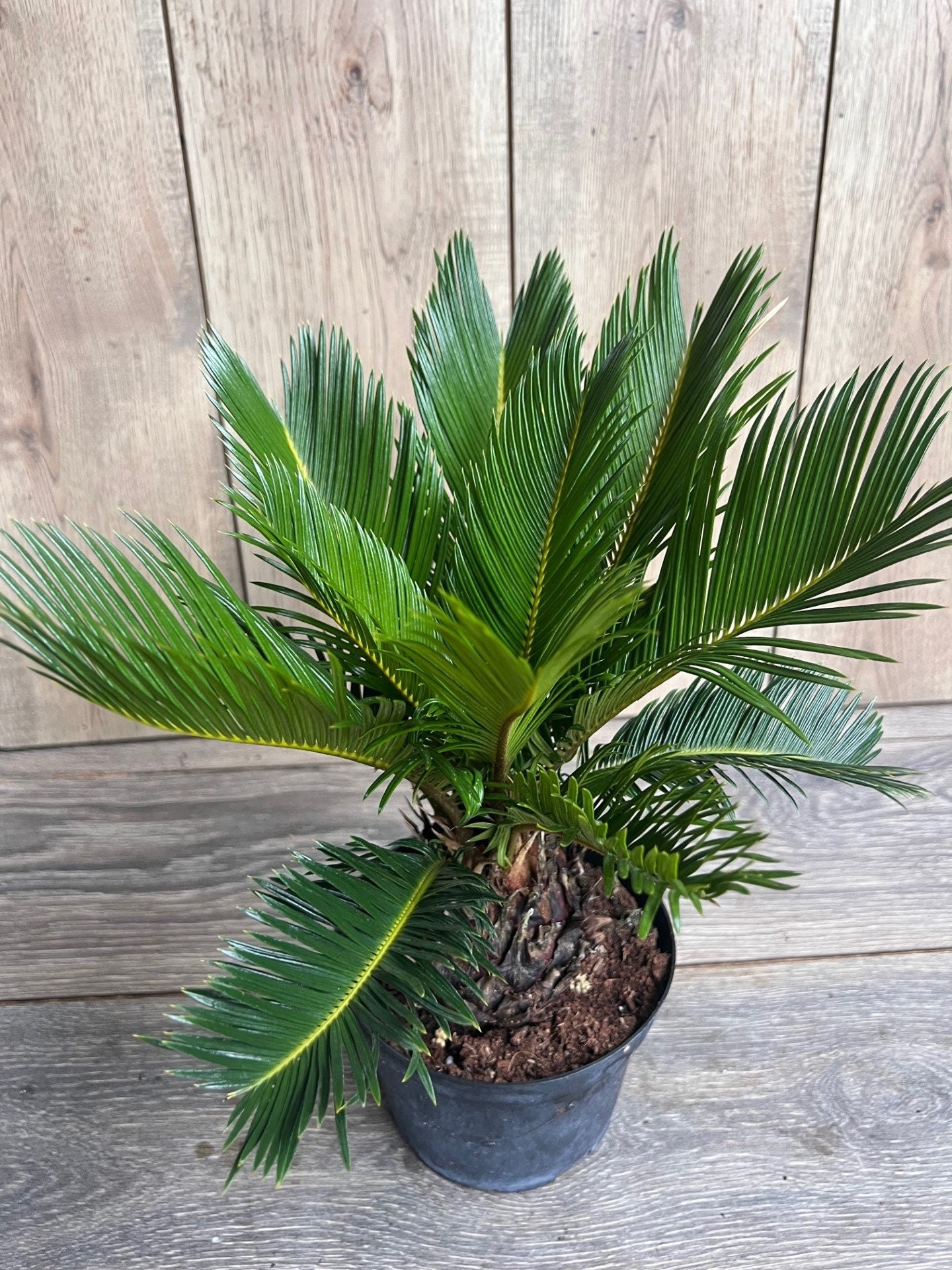 King Sago Palm 6" inch pot, Cycas revoluta