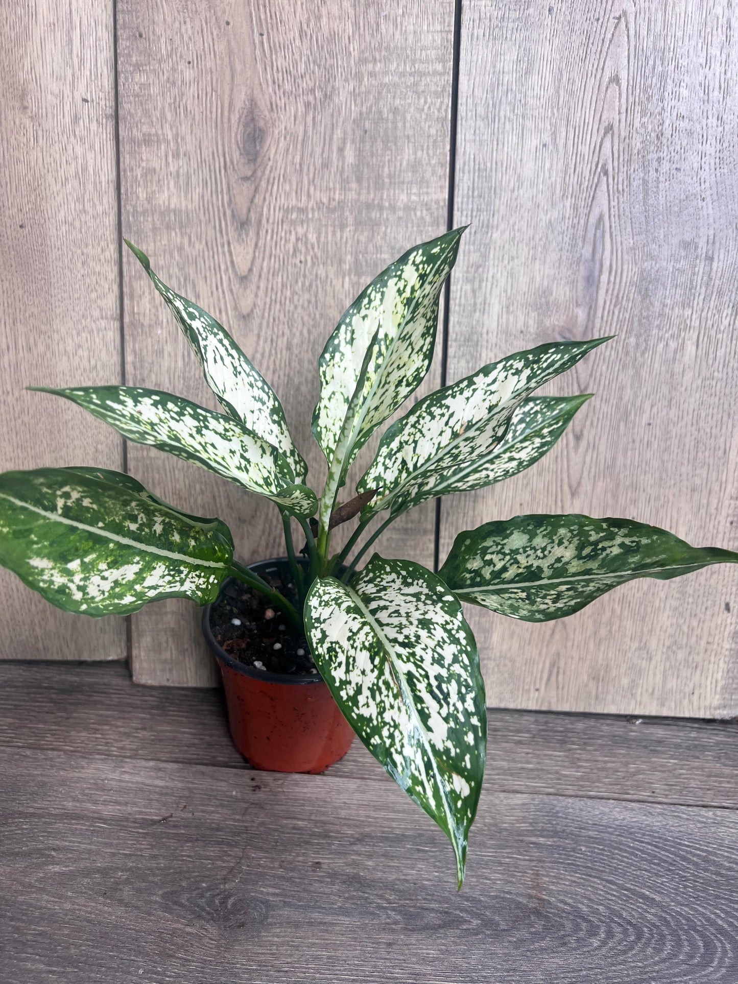First Diamond Aglaonema in 4" Pot