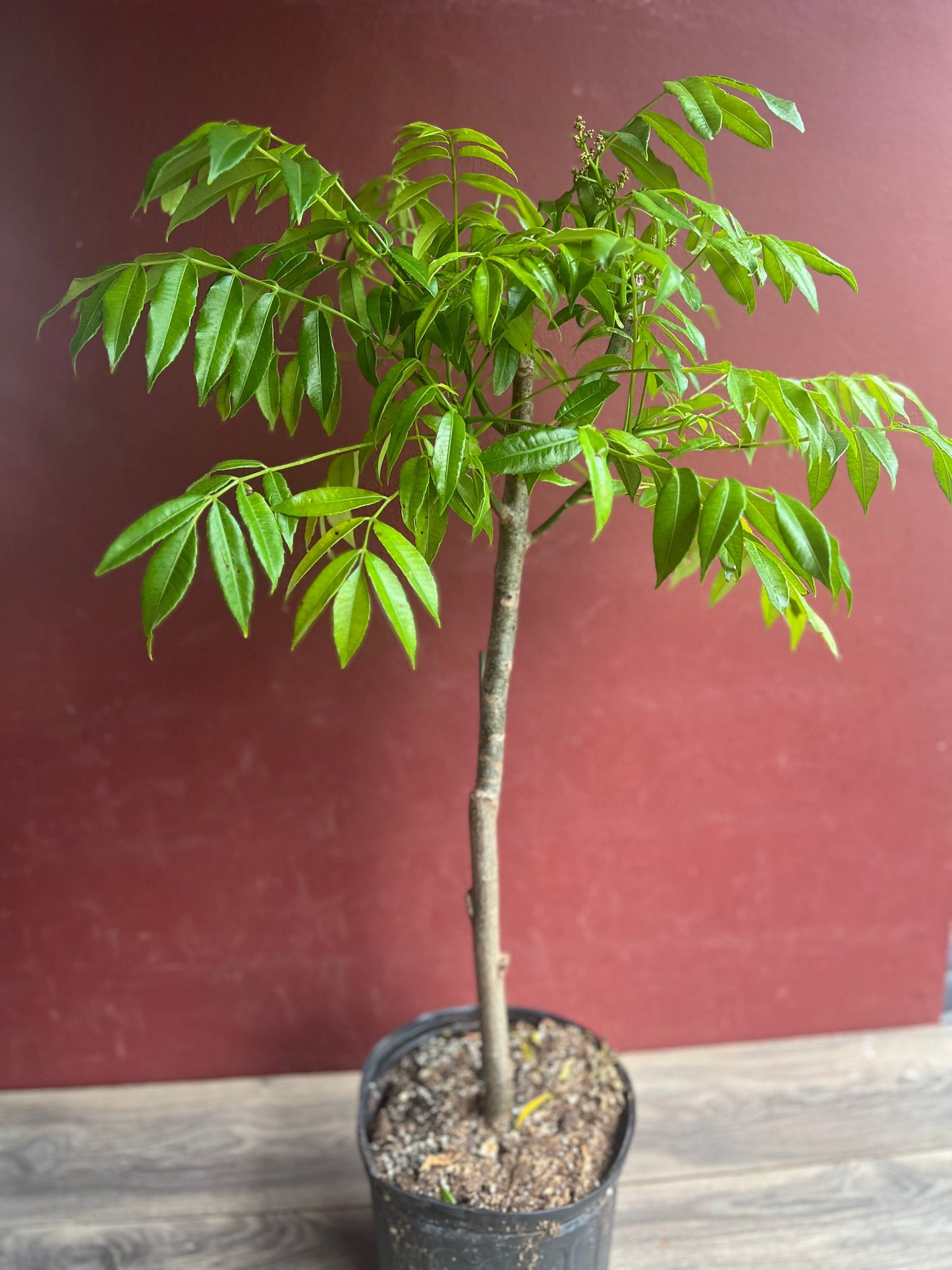 June Plum Dwarf, Ambarella Fruits, Jewel Plums in 10" Pot, Kedondong, No Ship to CA and HI