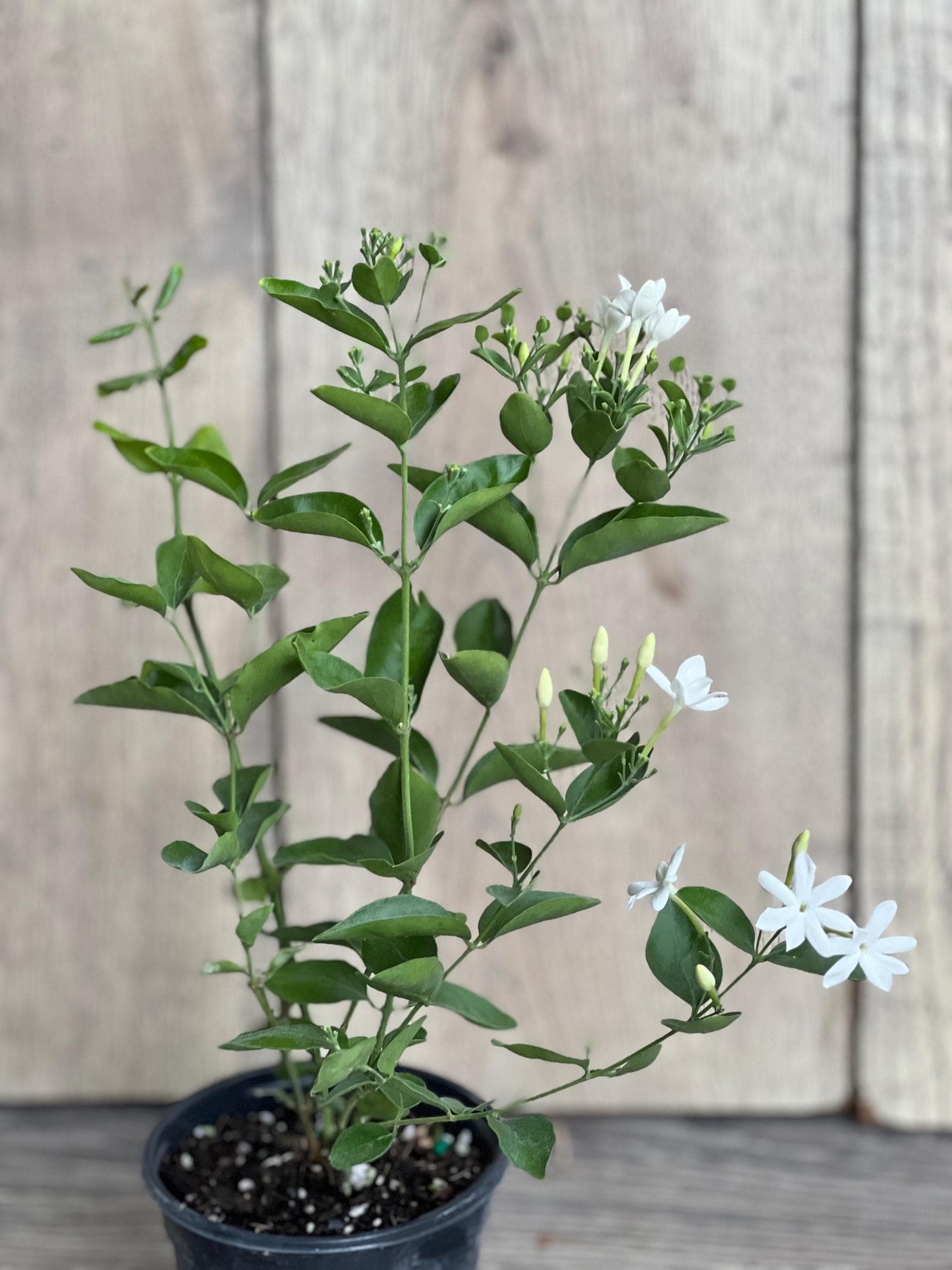 Jasmine Molle , jasmine Indian Jui in 4", Jasminum molle