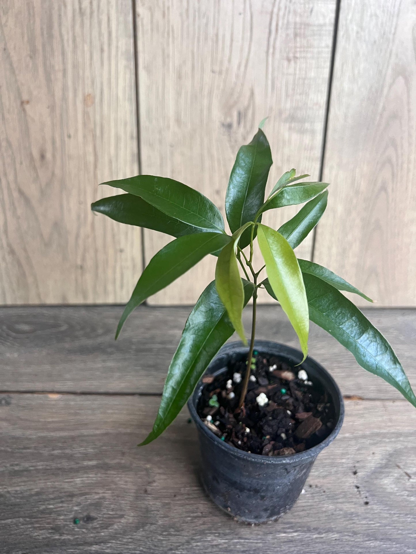 Sweetheart Lychee in 4" Pot