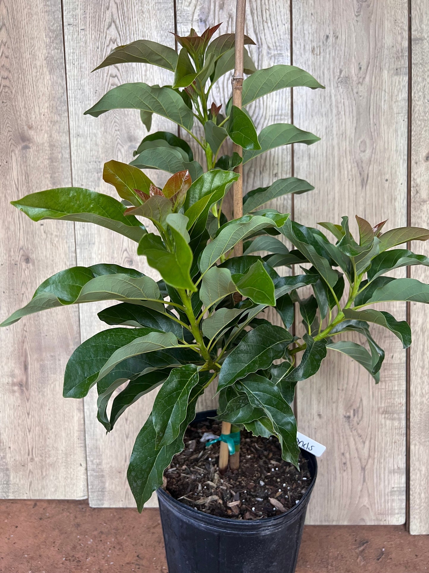 Simmonds avocado Tree , Grafted in 3 Gallon Pot, No Ship to CA and HI
