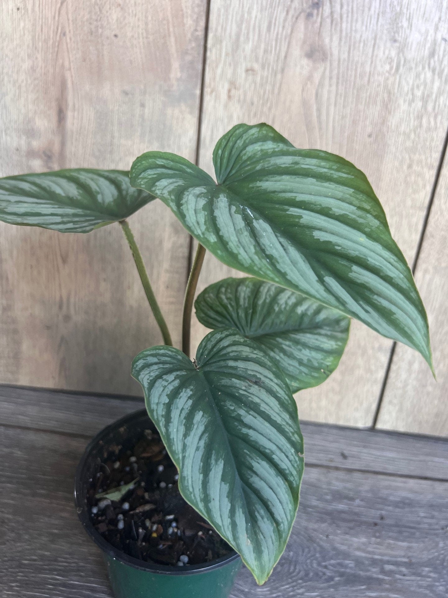 Philodendron Mamei in 4” Pot