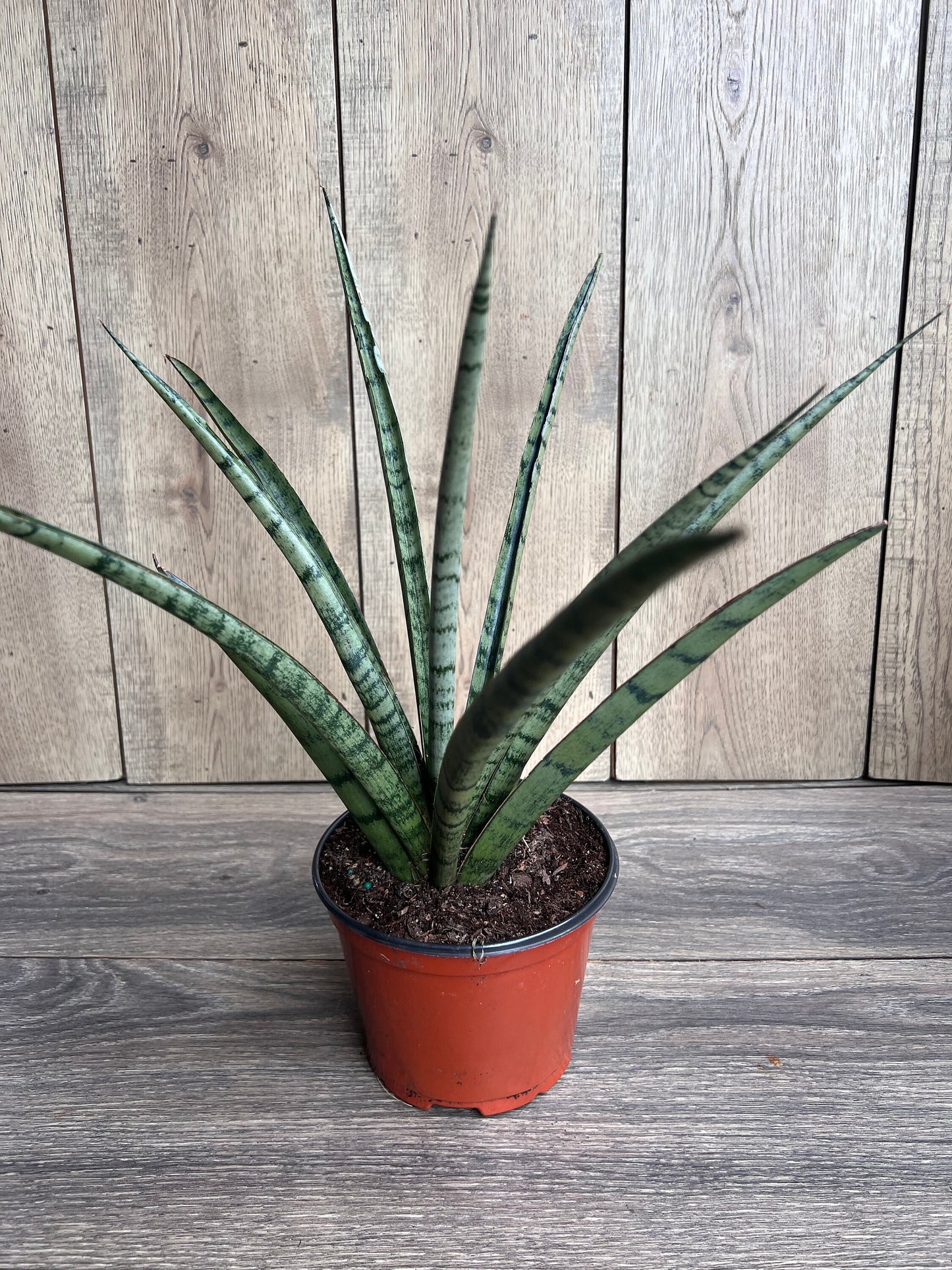 Sansevieria Javancia in 6" Pot