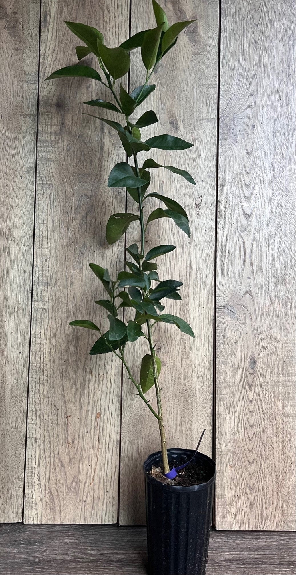 Blood Orange Tree in half Gallon Pot, Grafted Sinensis Moro, Florida Shipping Only