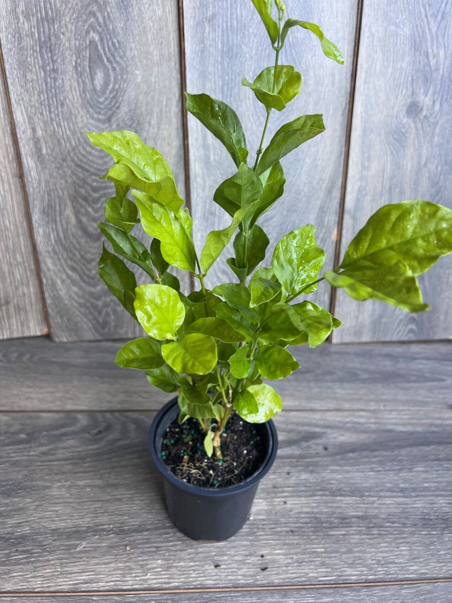 Jasmine Belle of India in 4" Pot Pot, Fragrance, Flowers and Brilliant Green Leaves