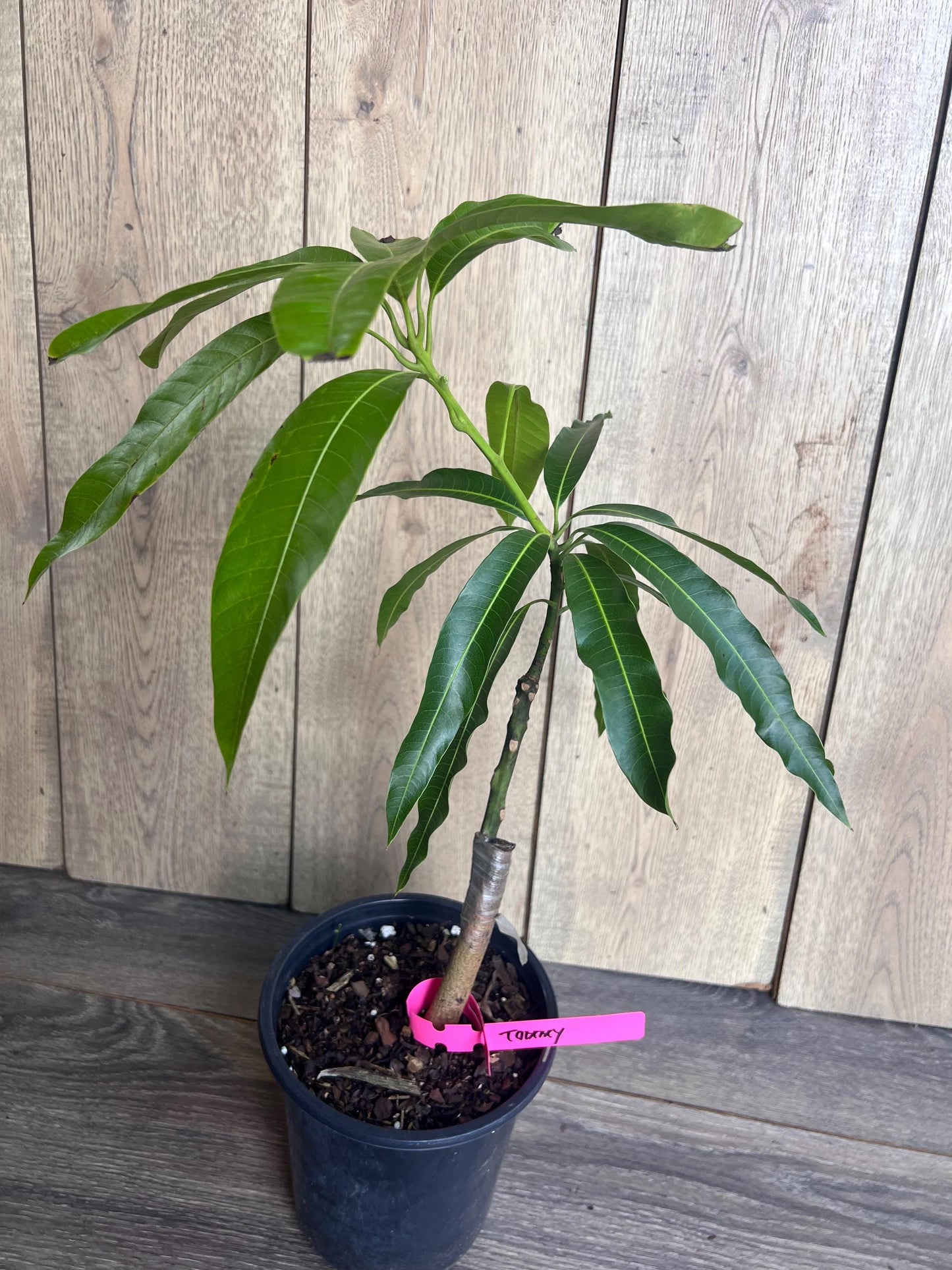 Tommy Atkins Mango Tree. grafted in 1/2 gallon pot