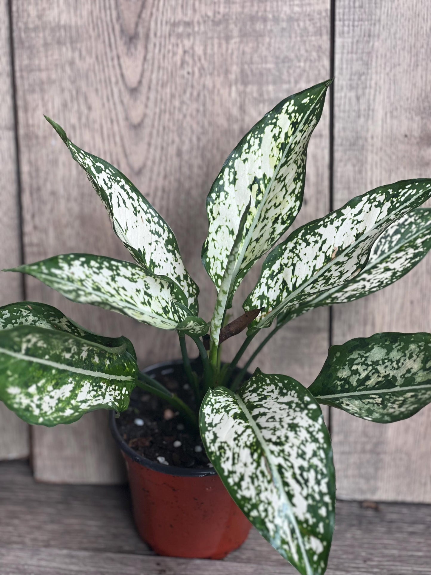 First Diamond Aglaonema in 4" Pot