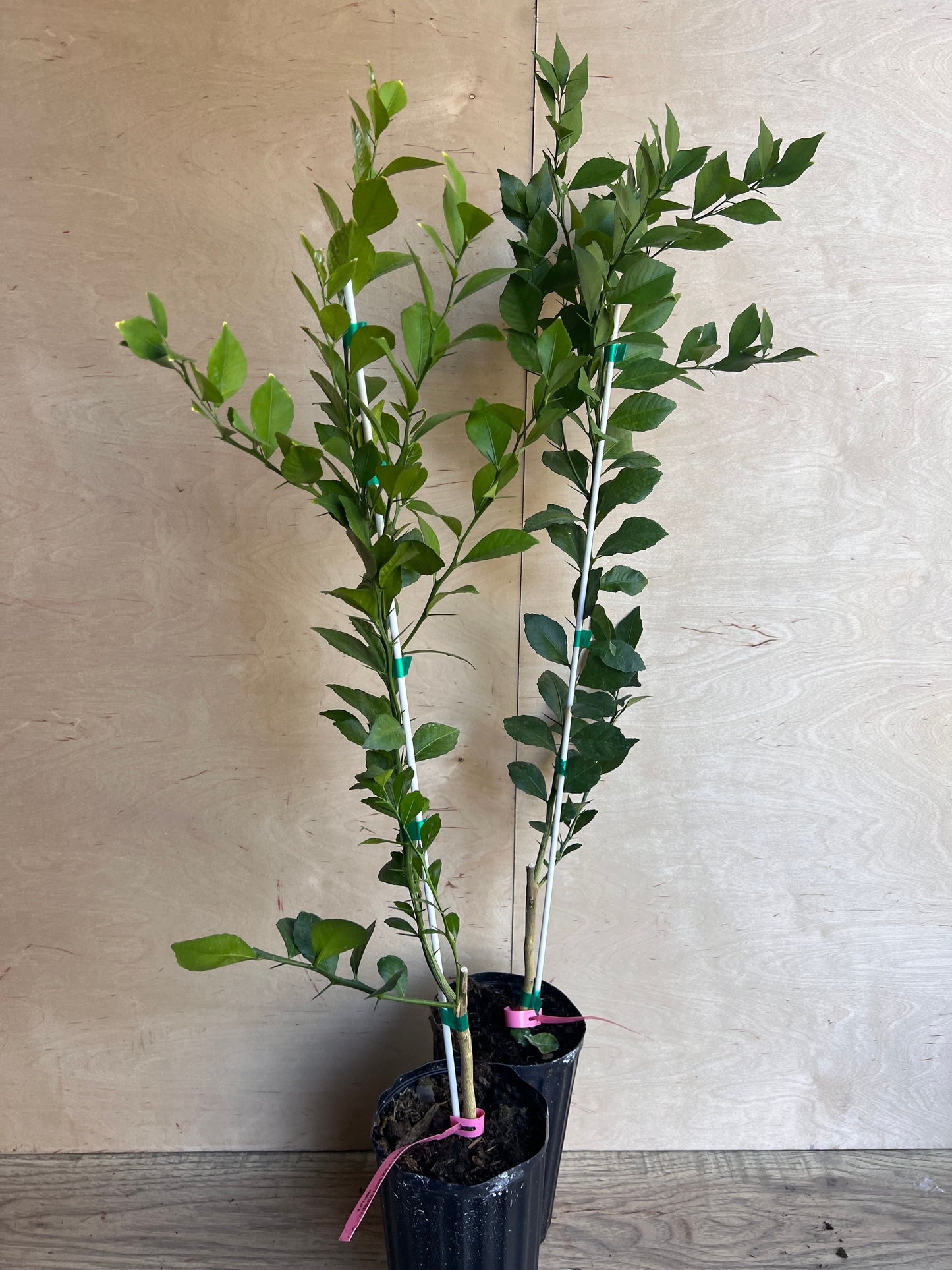 Red Finger Lime Tree , 1/2 Gallon Pot , UF KB -8, Microcitrus australasica in 1/2 Gal Pot,air layered, Florida Shipping Only