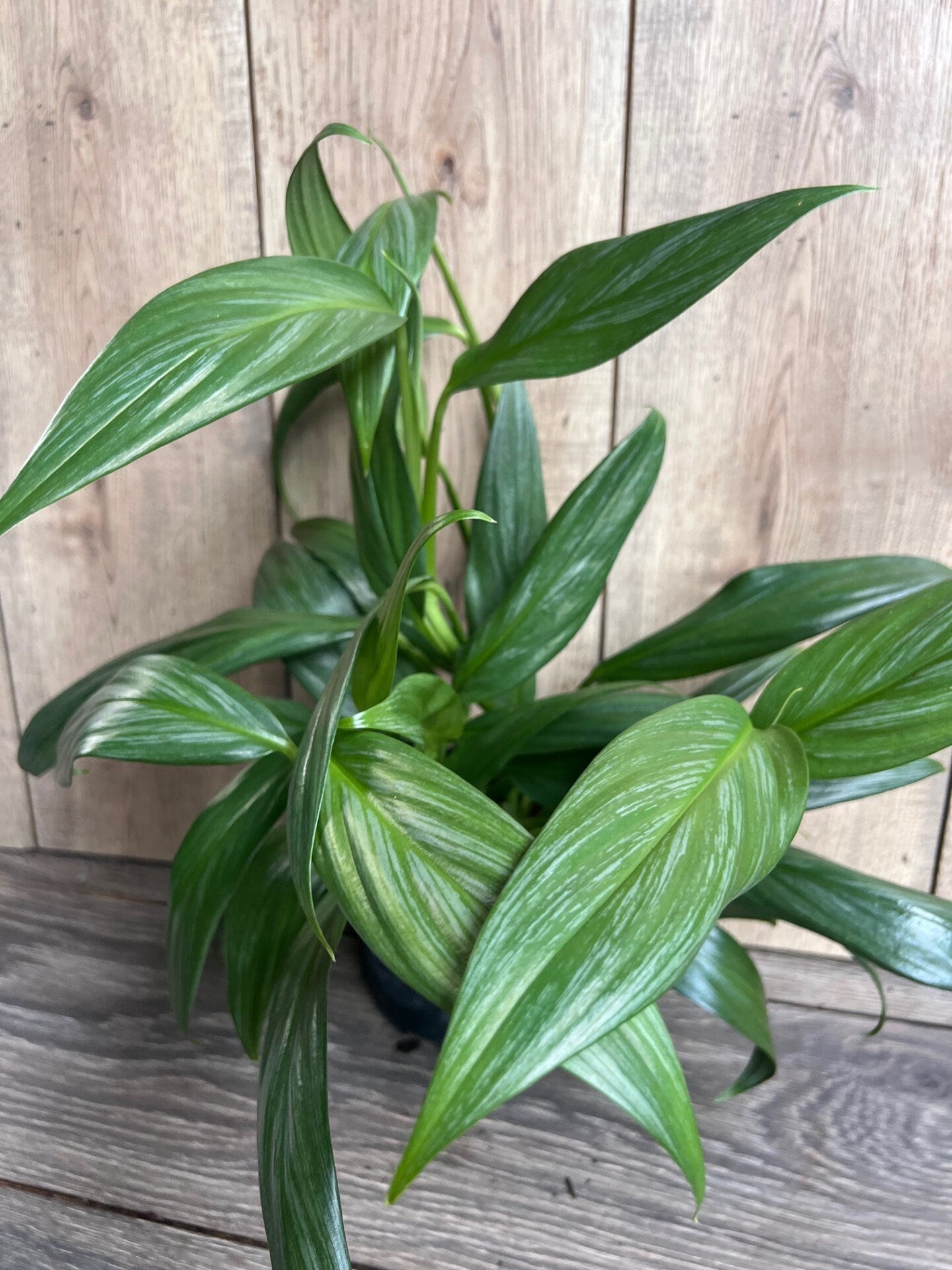 Epipremnum Amplissimum Silver in 6" Pot